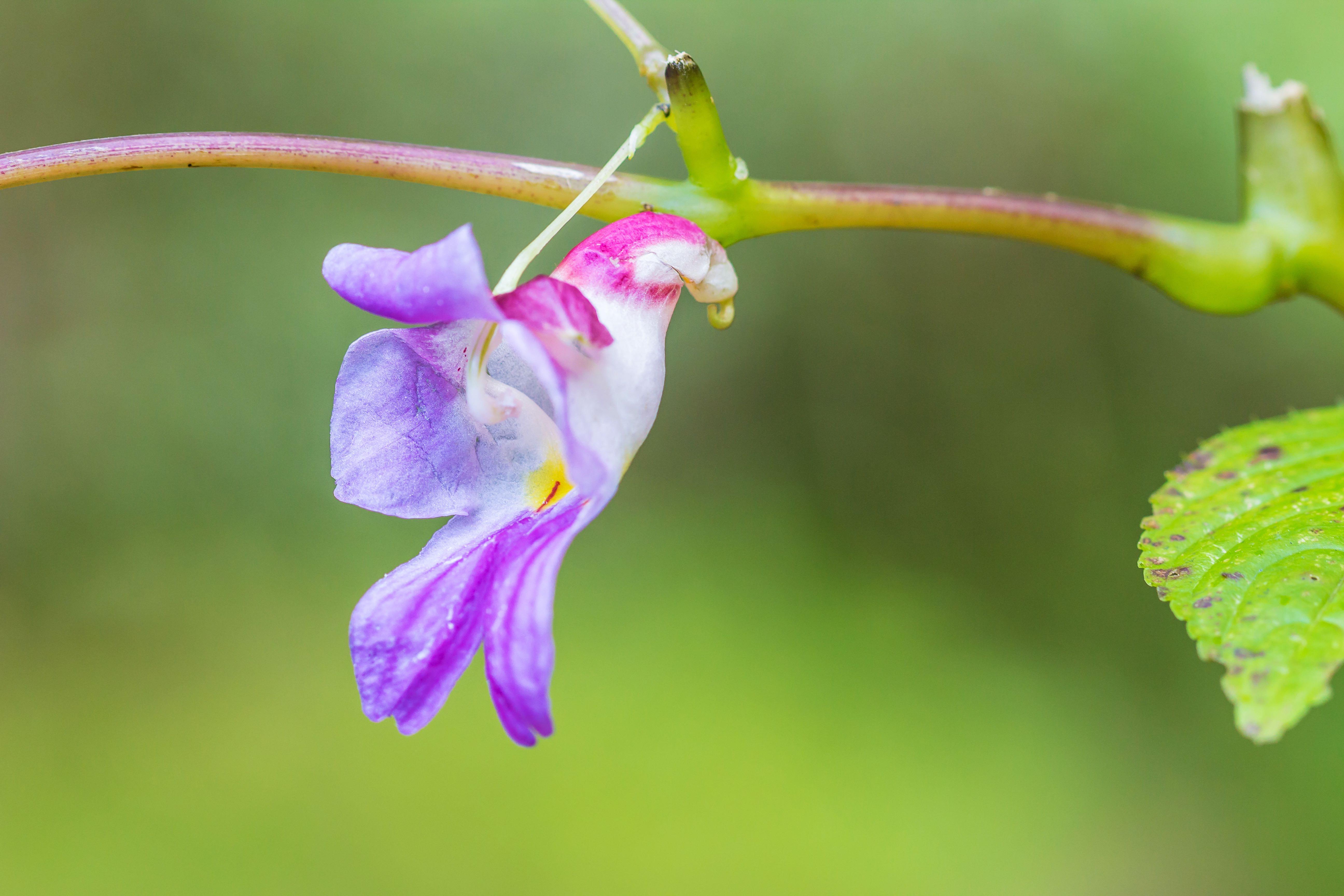🔥 The Impatiens psittacina (parrot flower) 🔥 r/NatureIsFuckingLit