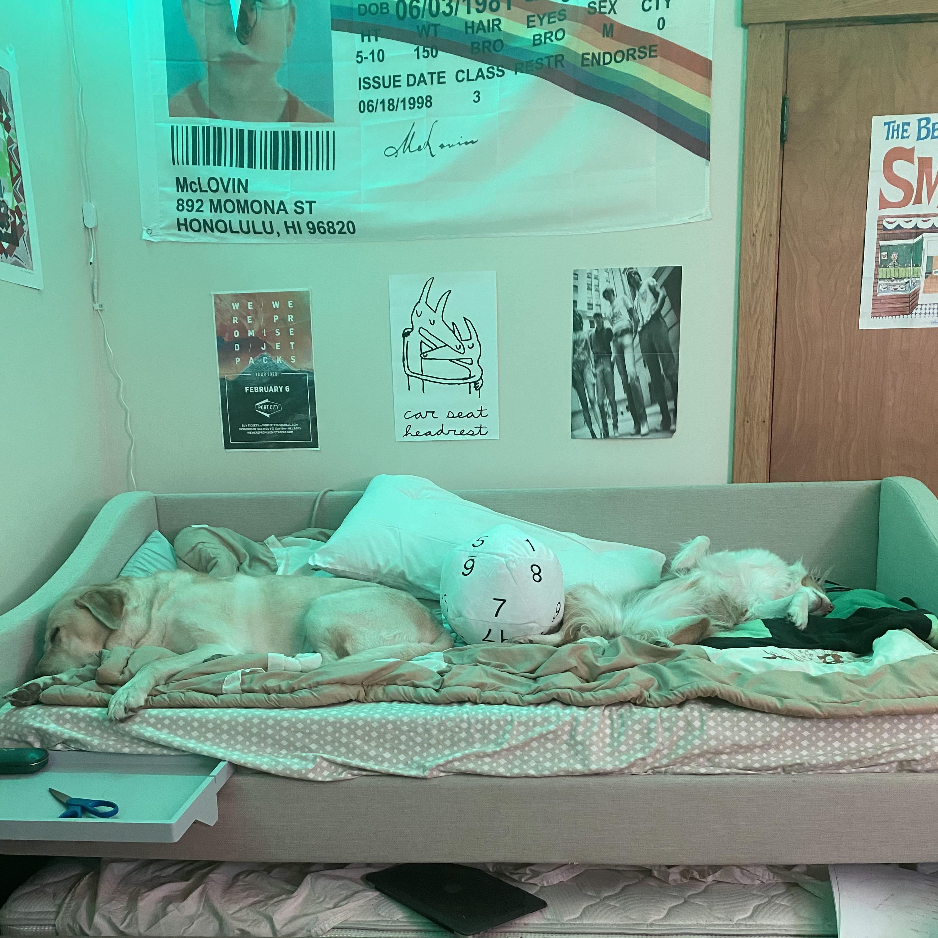 i put my new poster up and my dogs fell asleep under it 😭😭 r/CSHFans
