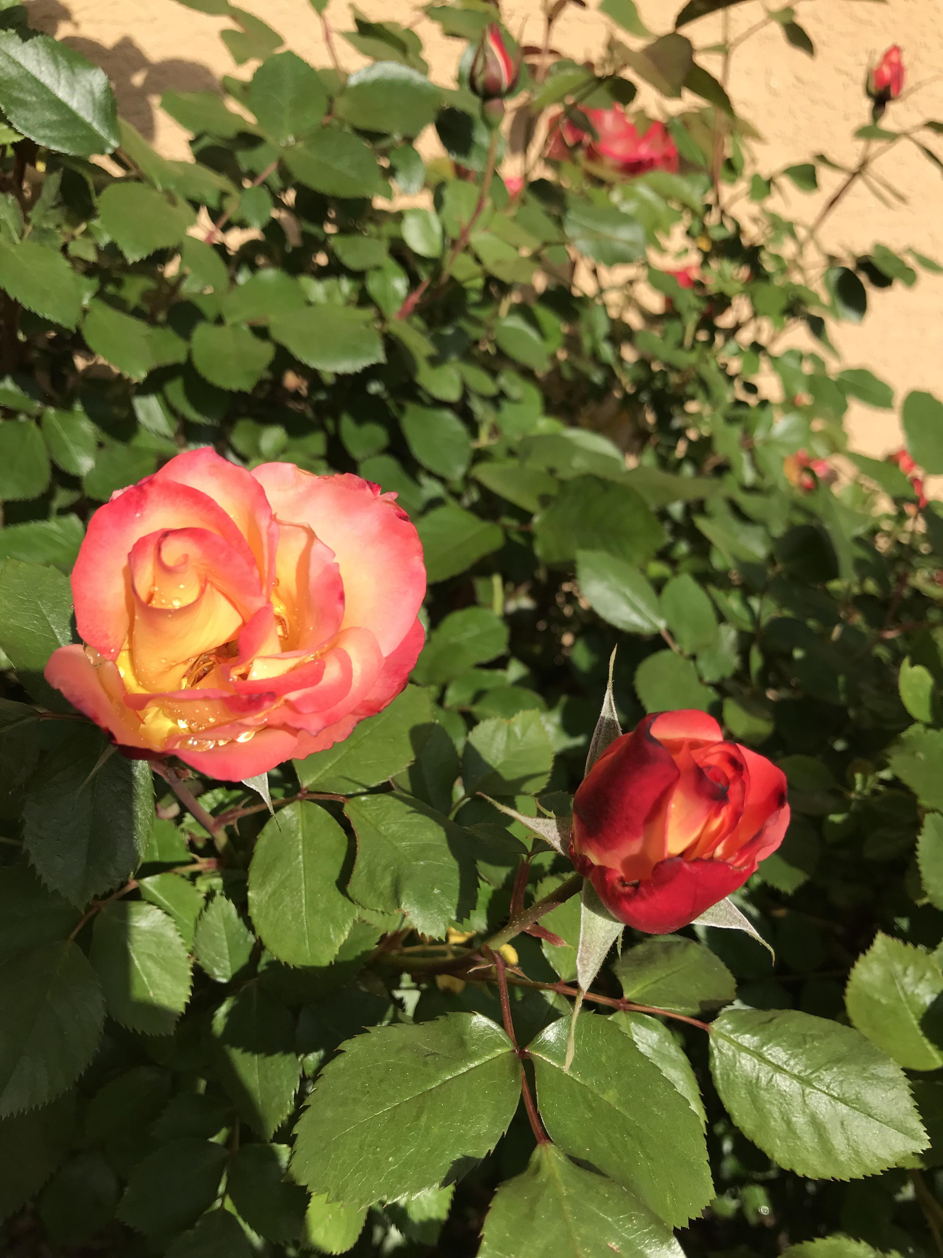 The roses in my yard. r/pics
