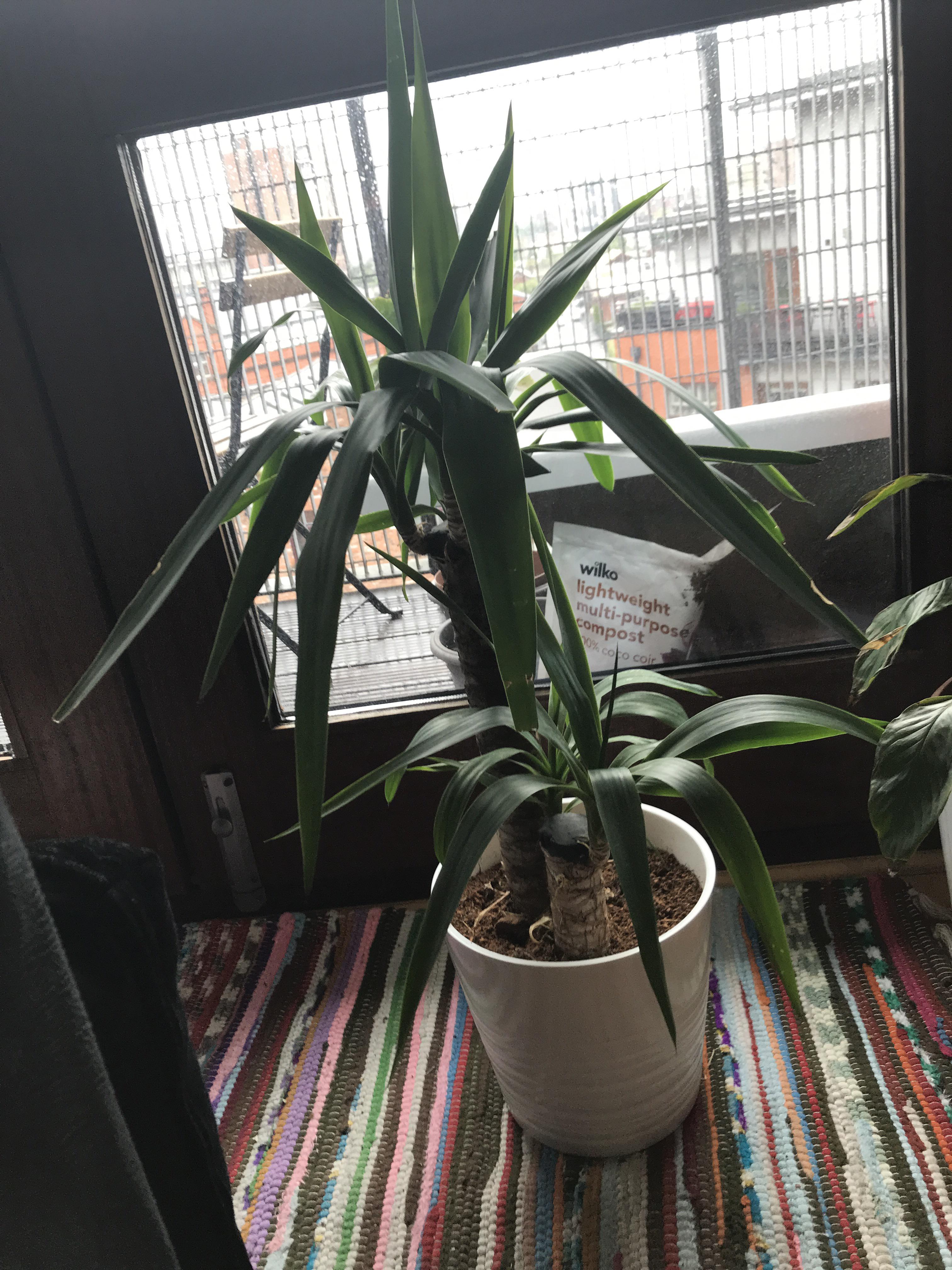 My Yucca leaves are drooping, is this normal? I water it
