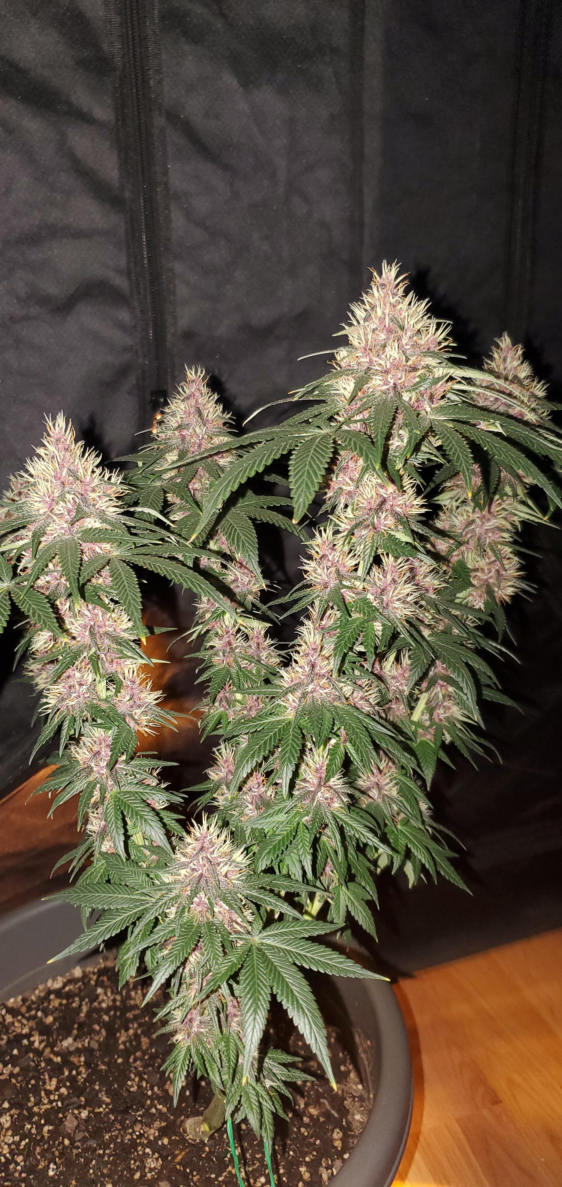 Week 6 Purple Kush update on first grow can't wait to taste this beauty