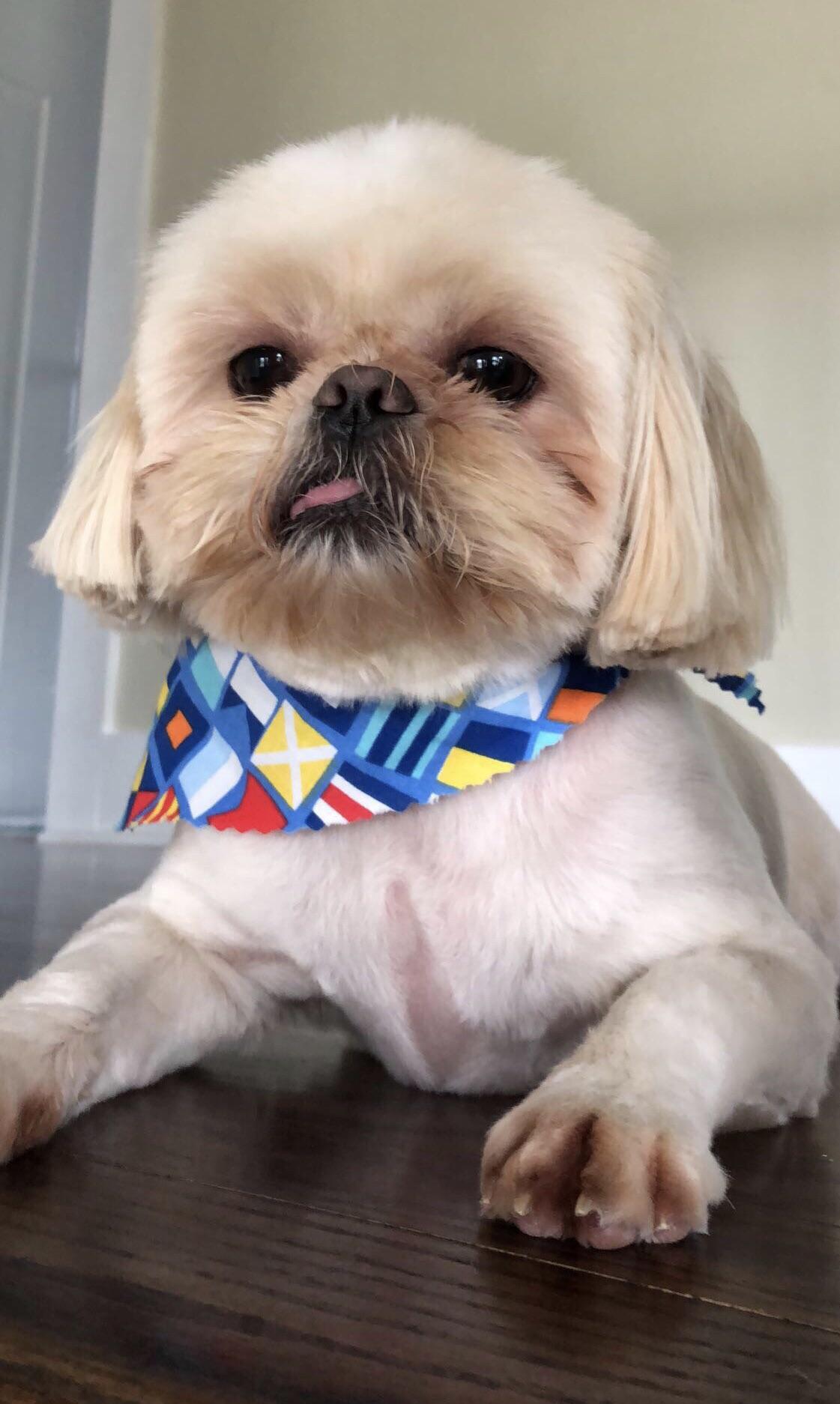 Took my best friend to the groomer today. Super fly. r/aww
