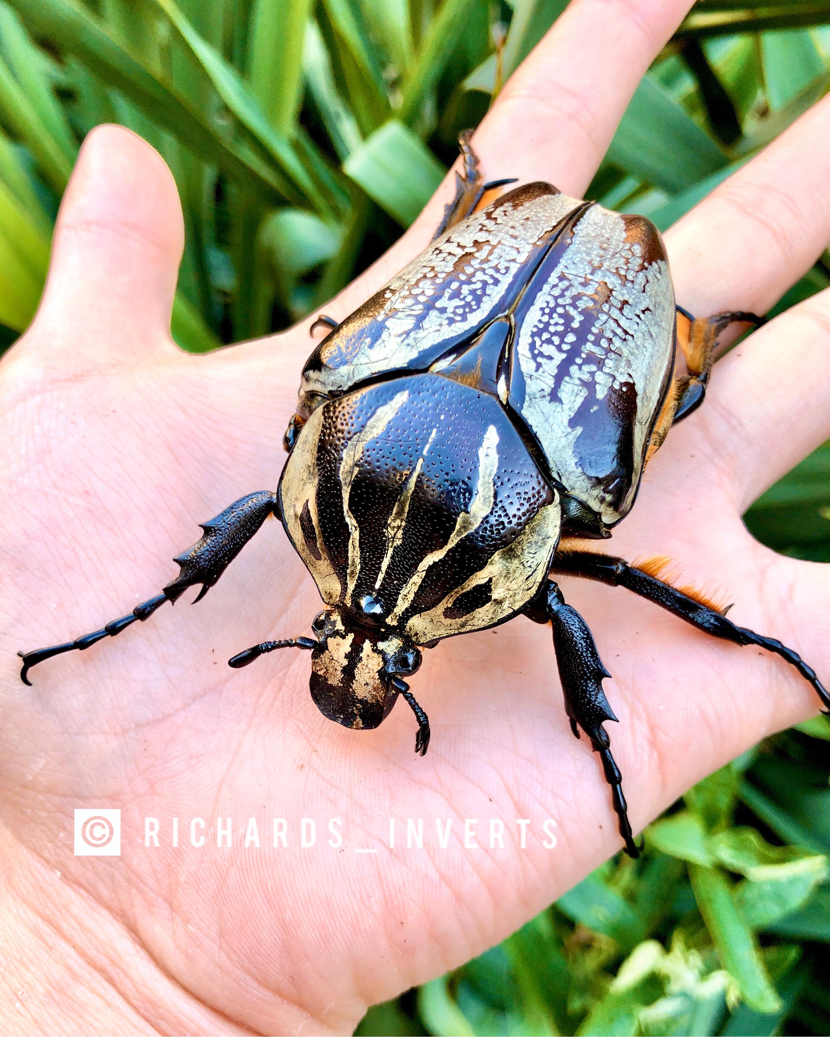The Goliath Beetle one of the largest insects on Earth from Africa