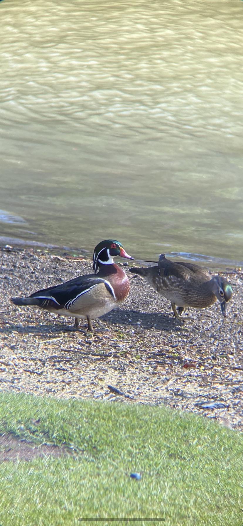 My first encounter with the majestic Wood Duck! Southwest Virginia r