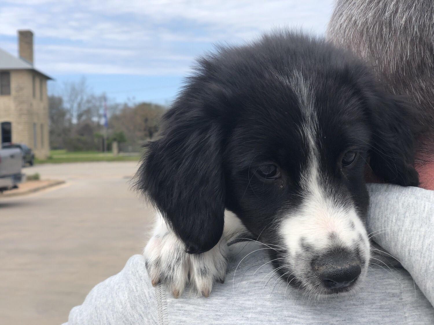 A local brewery partnered with a pet adoption organization and all it took was 1 beer for me to