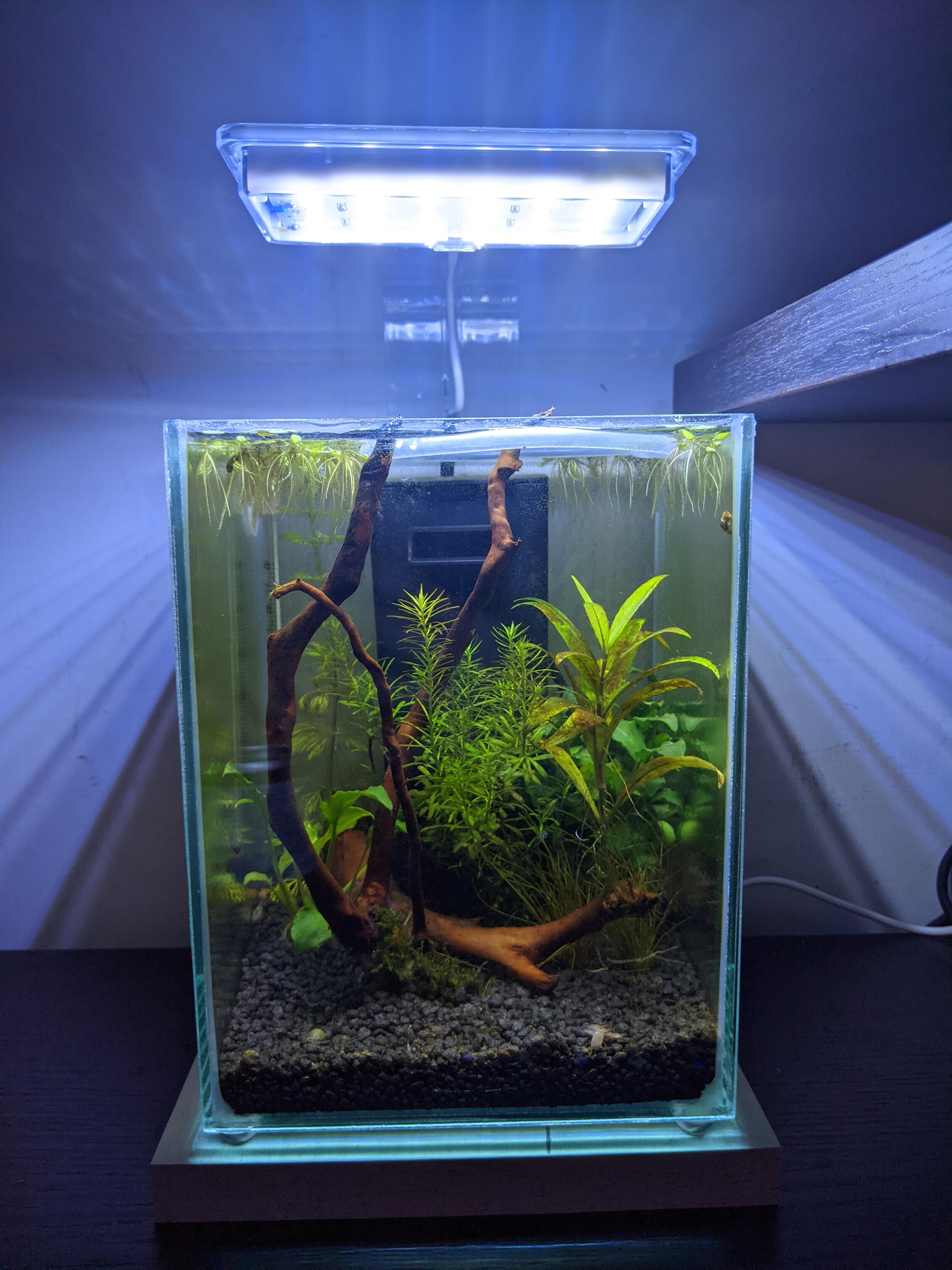 One Gallon Shrimp Tank r/nanotank