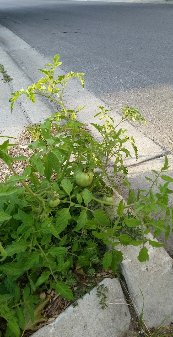 This random tomato plant growing next to the road. r/mildlyinteresting