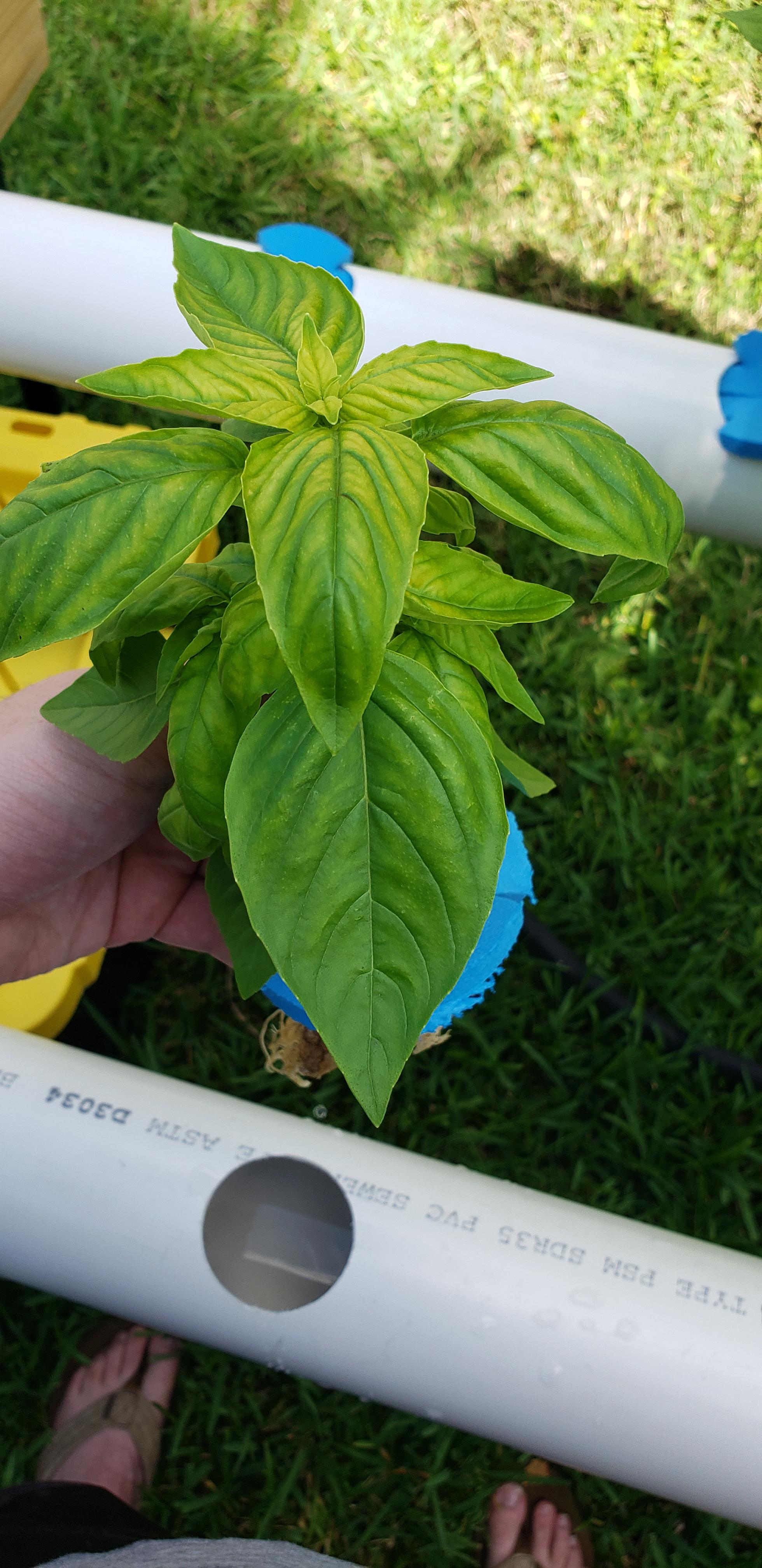 Basil....iron deficiency?? r/Hydroponics
