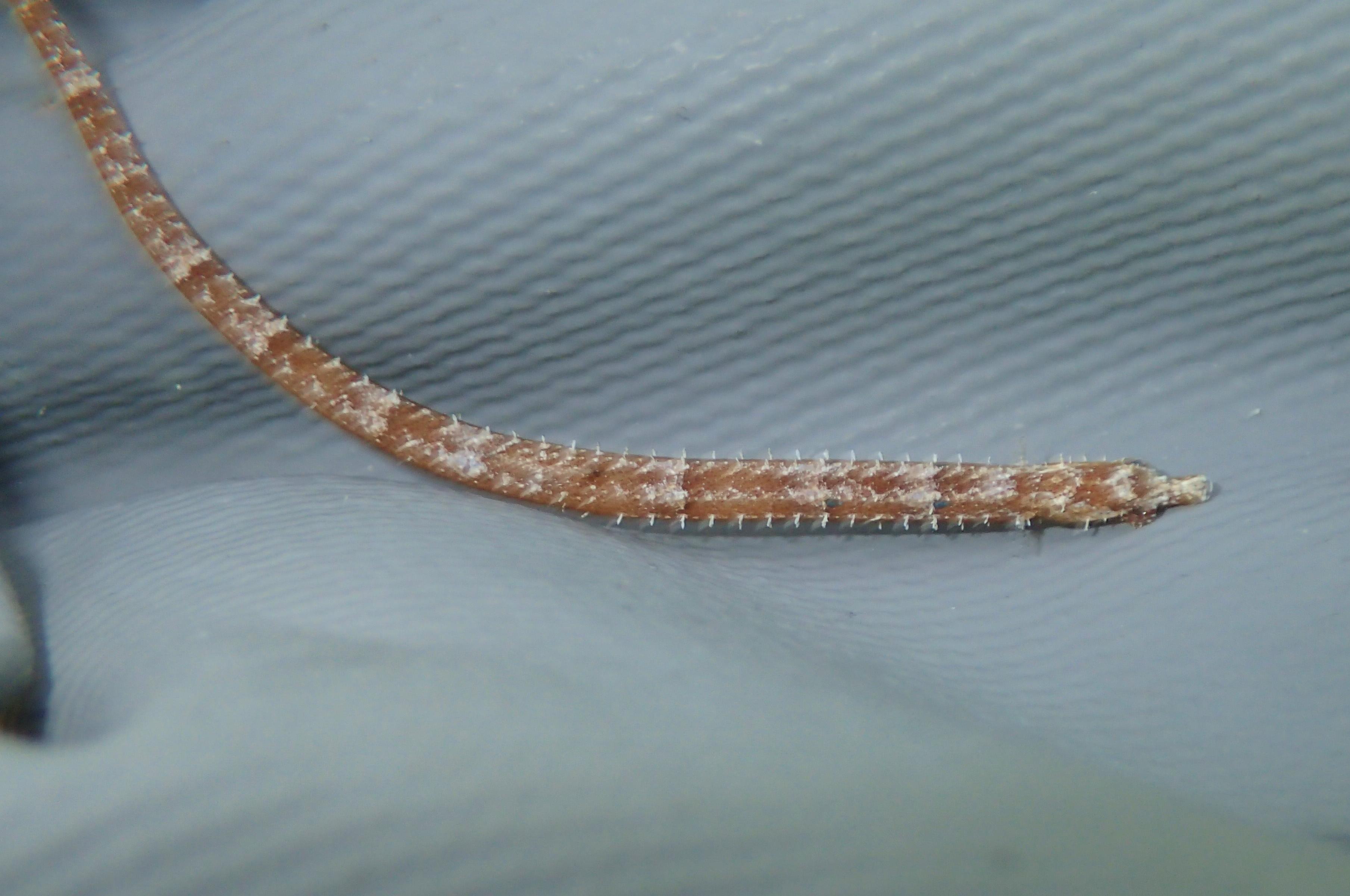 Pipefish sp. Indian Key State Park, Florida Keys, 6/22/18 r/whatsthisfish