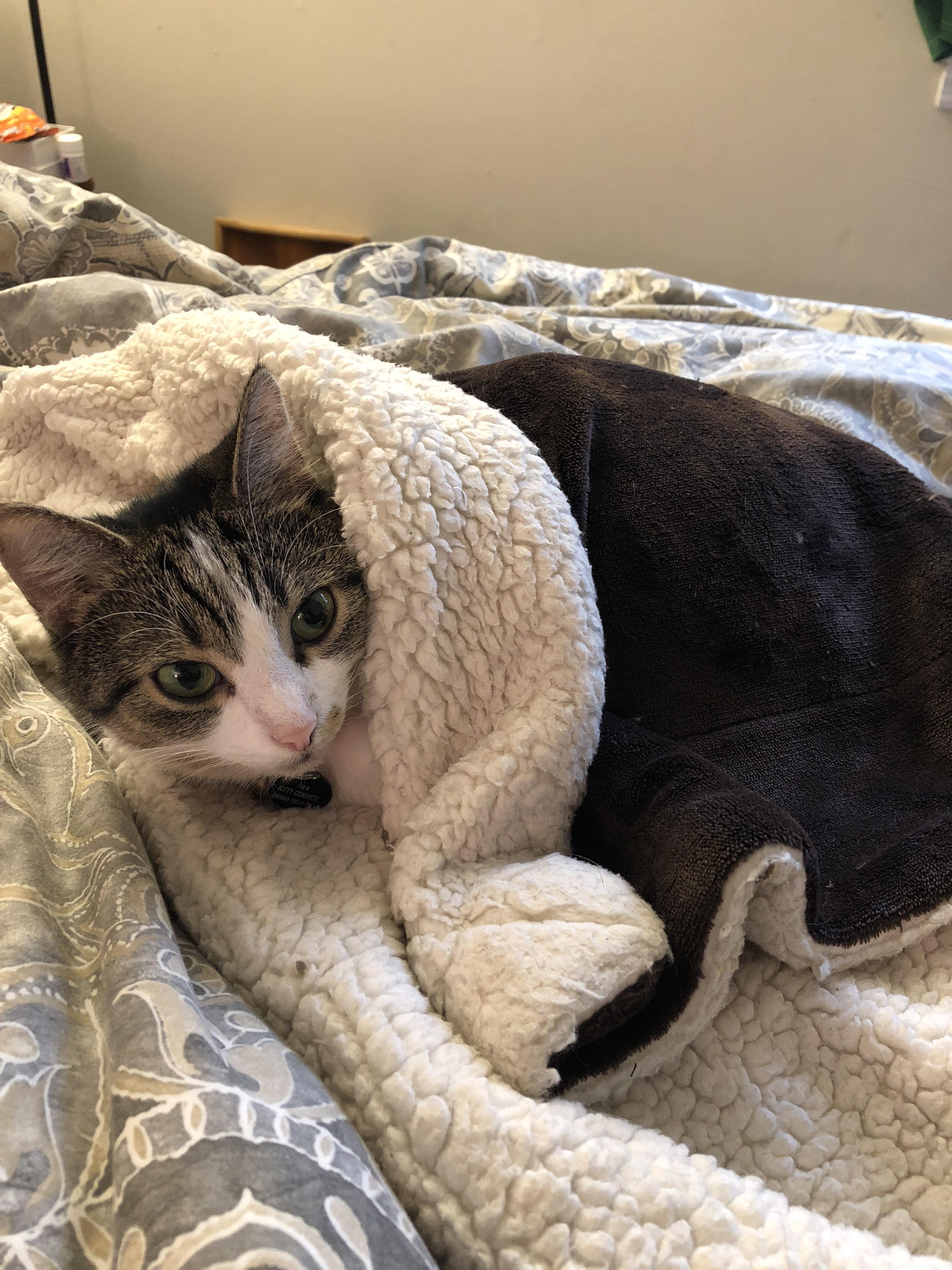 Cat bed on a human bed tuckedinkitties