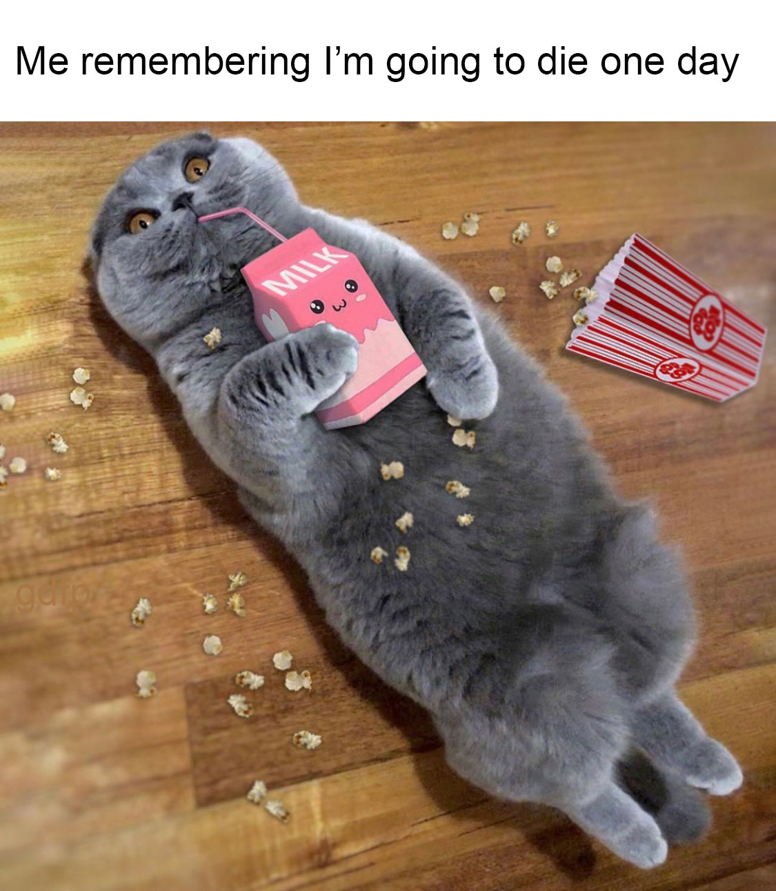 Cat with Snacks on a Wood Floor r/memes