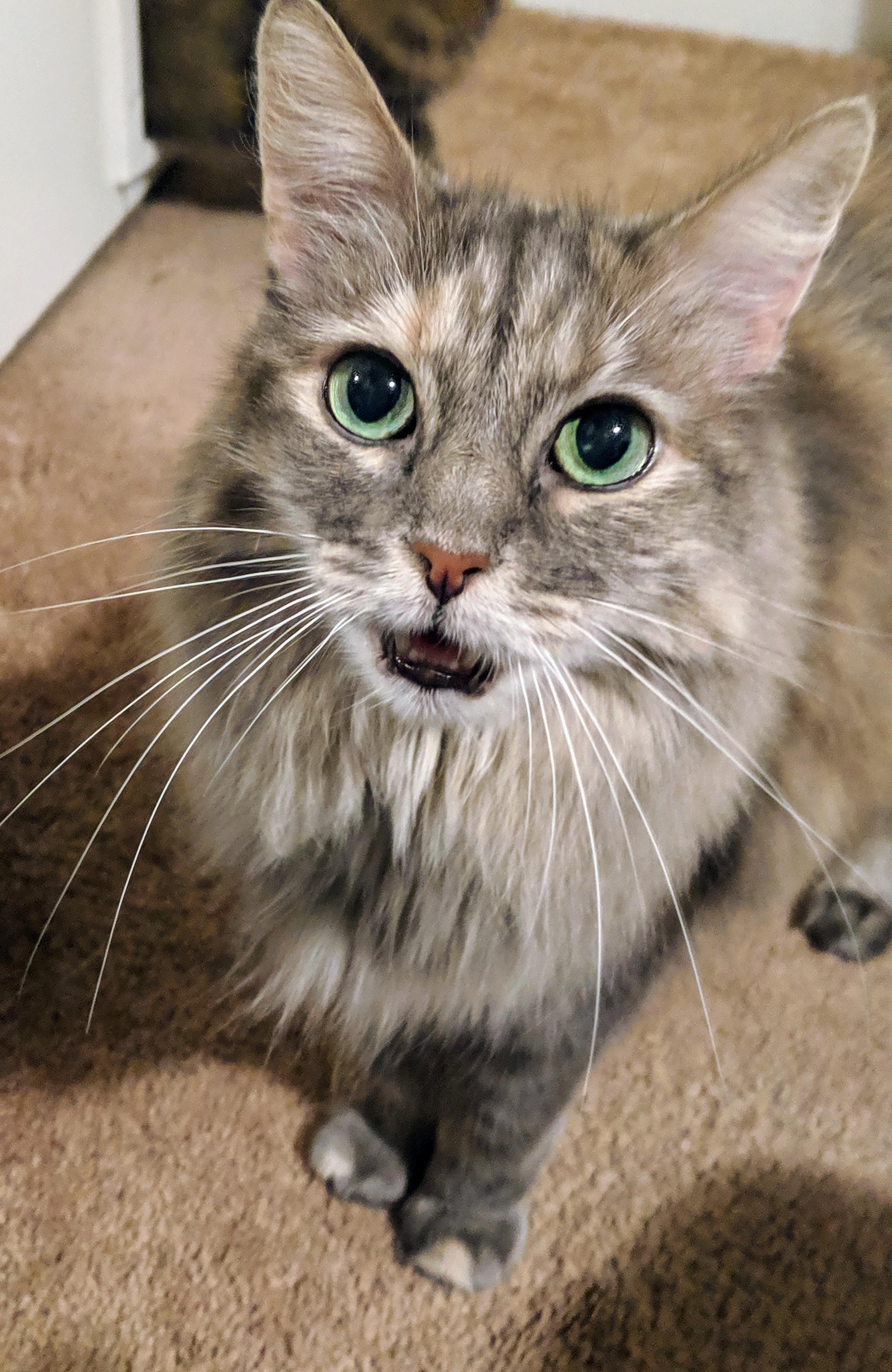 Morning conversation with my eldest, Willow. cats