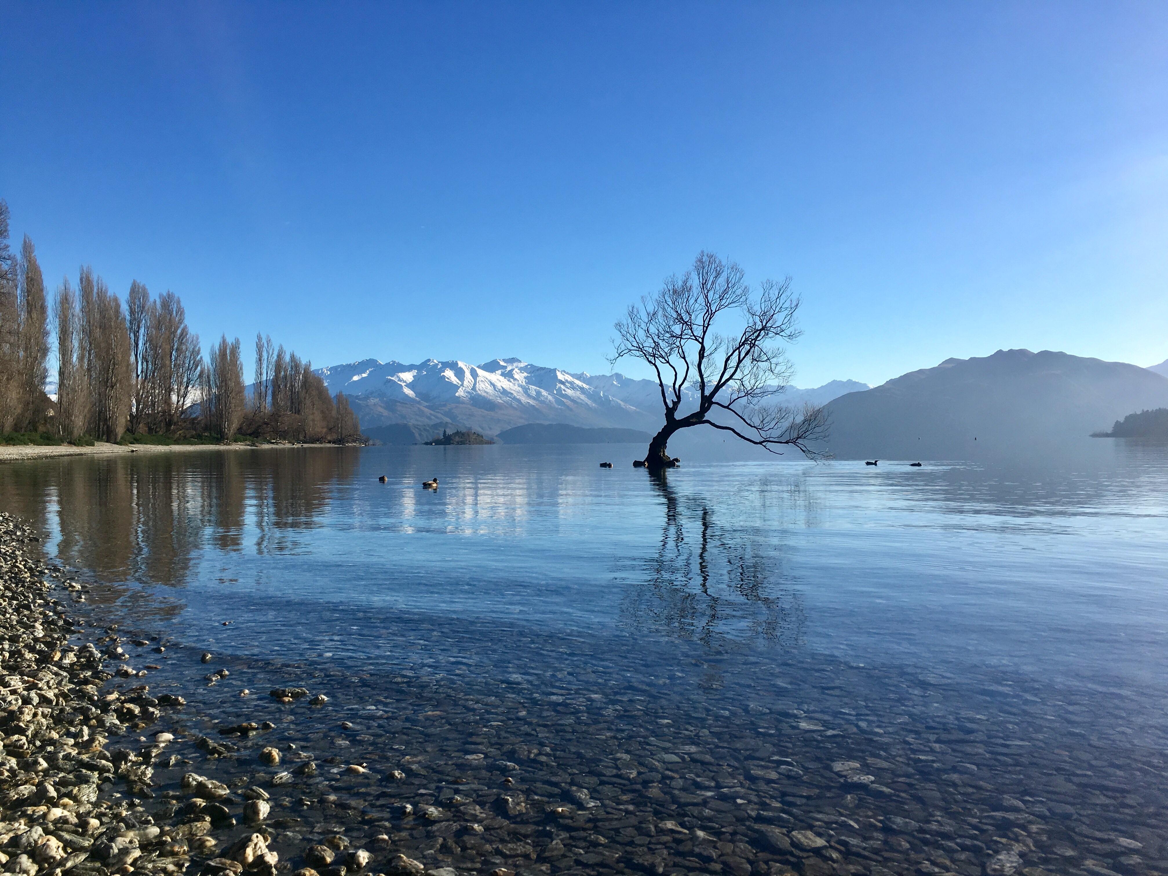 The Wanaka Tree, Wanaka, New Zealand [OC] [3264x2448] r/EarthPorn