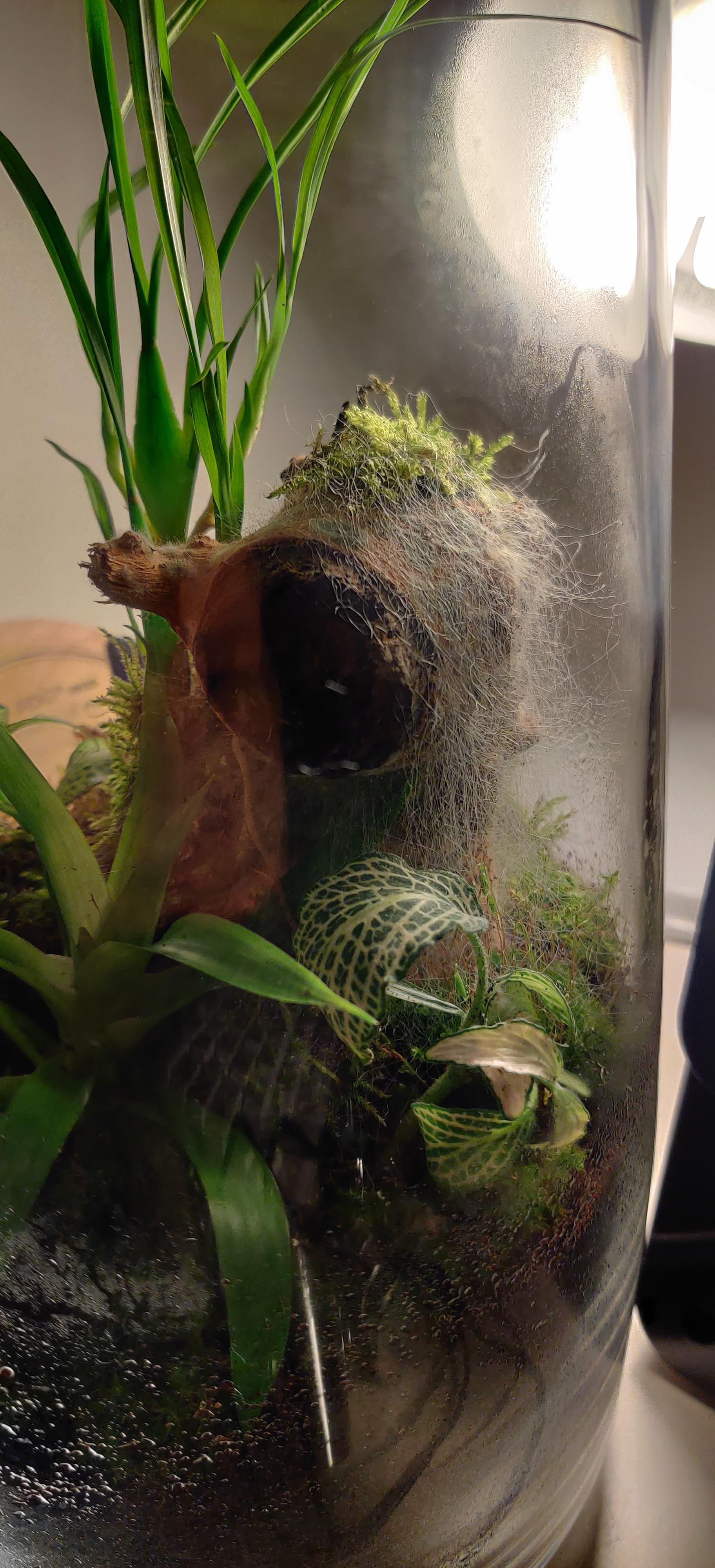 Newly set up closed terrarium is overrun with mould. Should I leave it