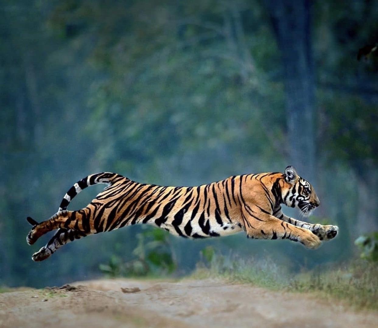 Flying Tiger