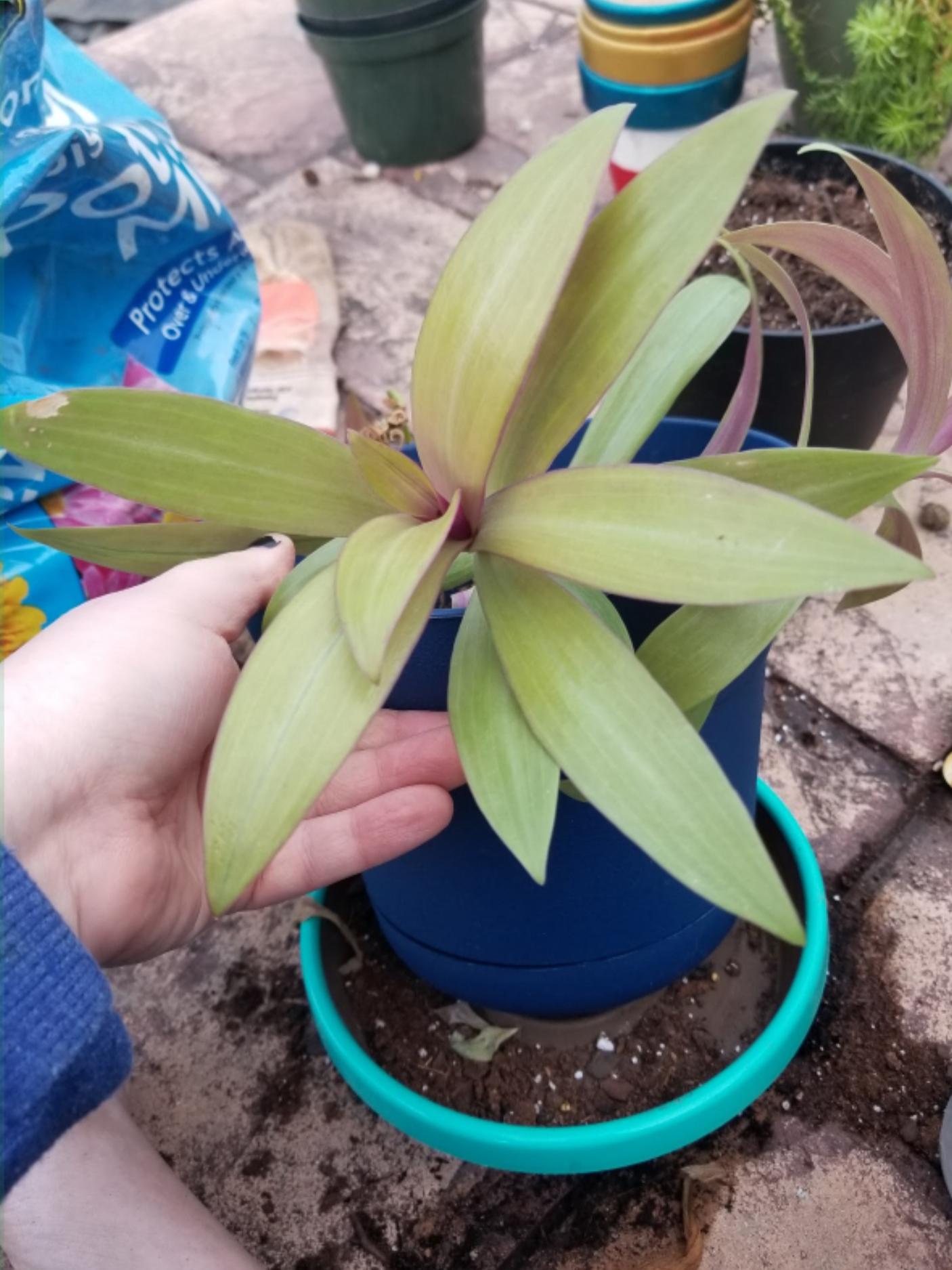 Anyone know what this is? Houseplant with purple tint under leaves. r