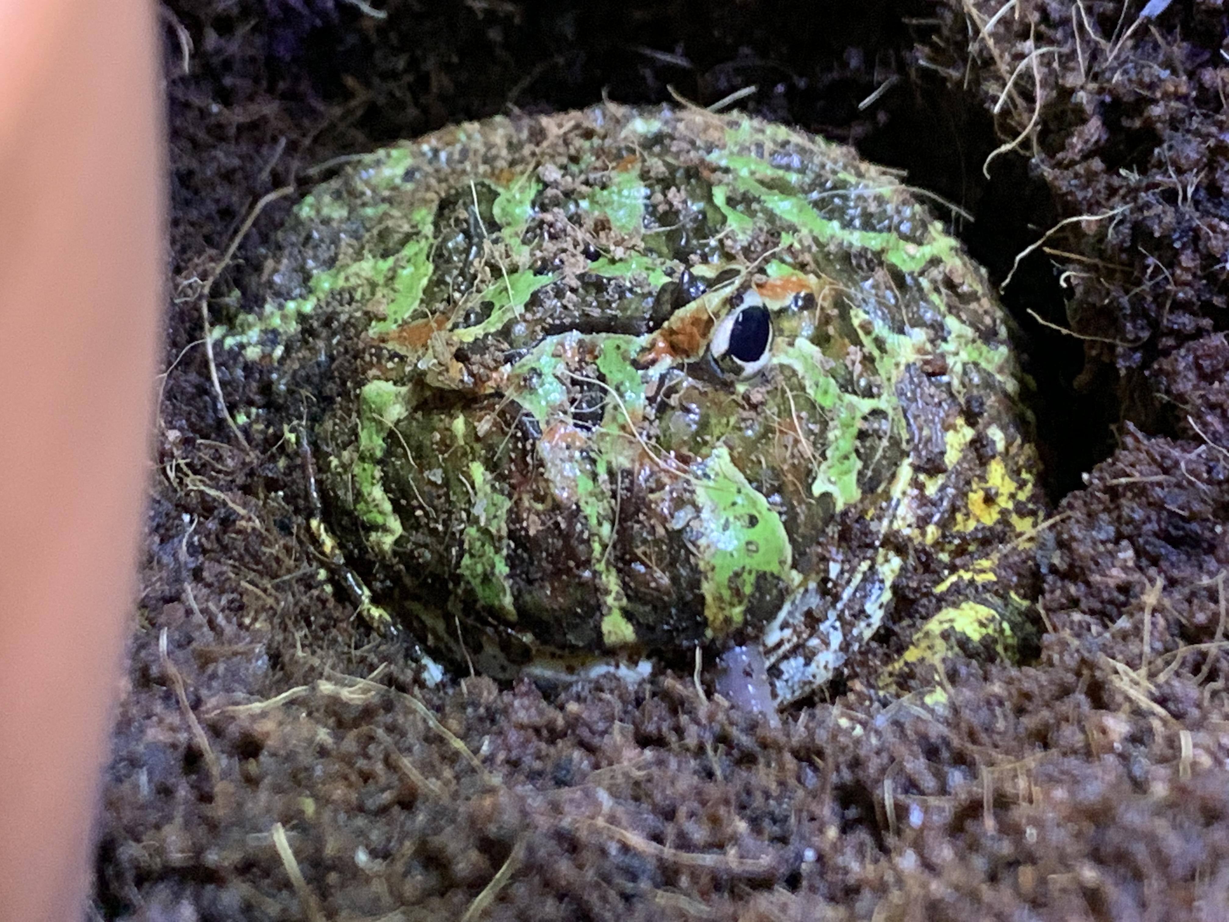 Has anyone’s pacman ever had this lump on their mouth? Scheduling a vet