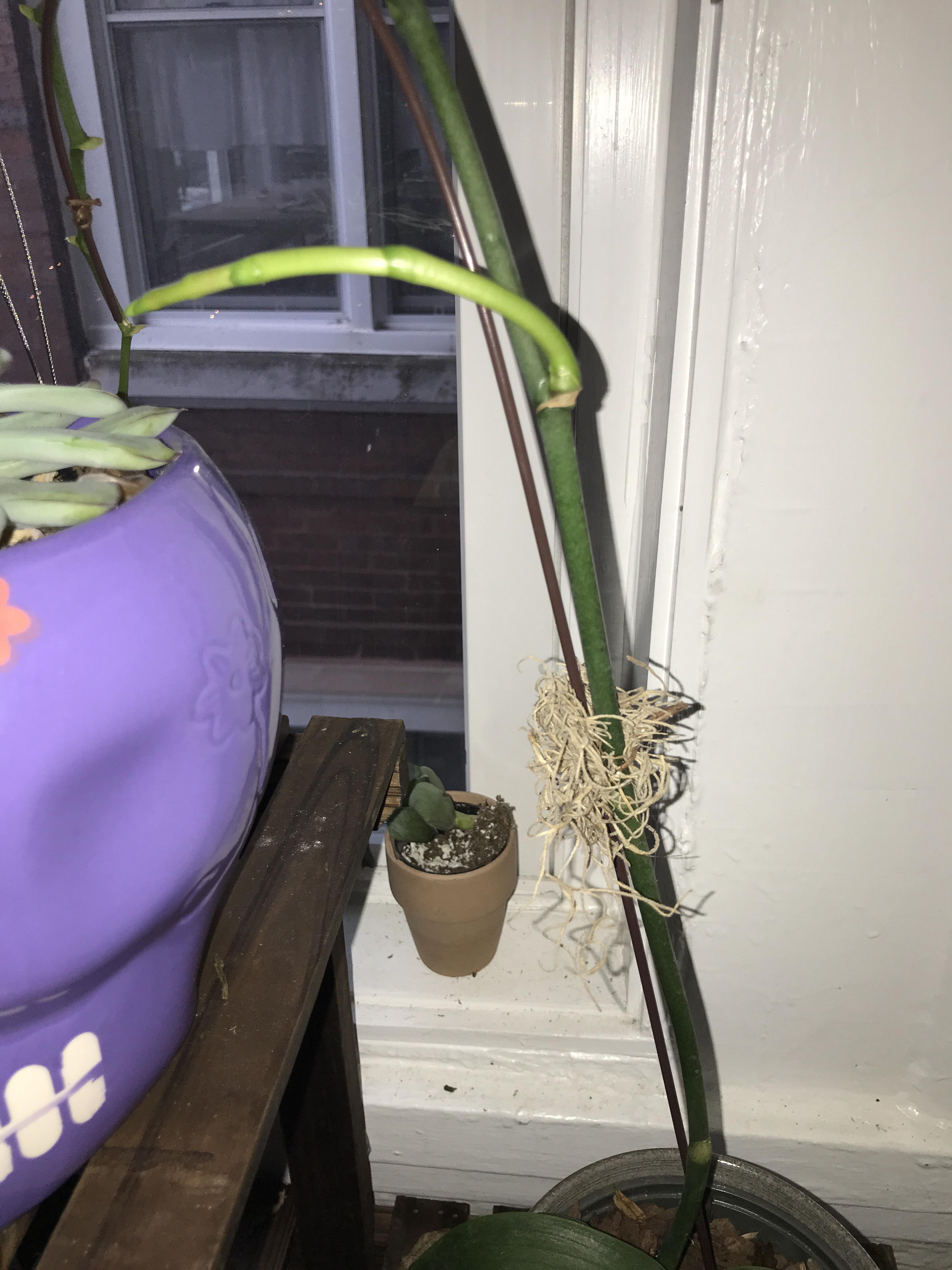 Orchid leaves are wilting and rubbery prob due to poor repotting. Now I