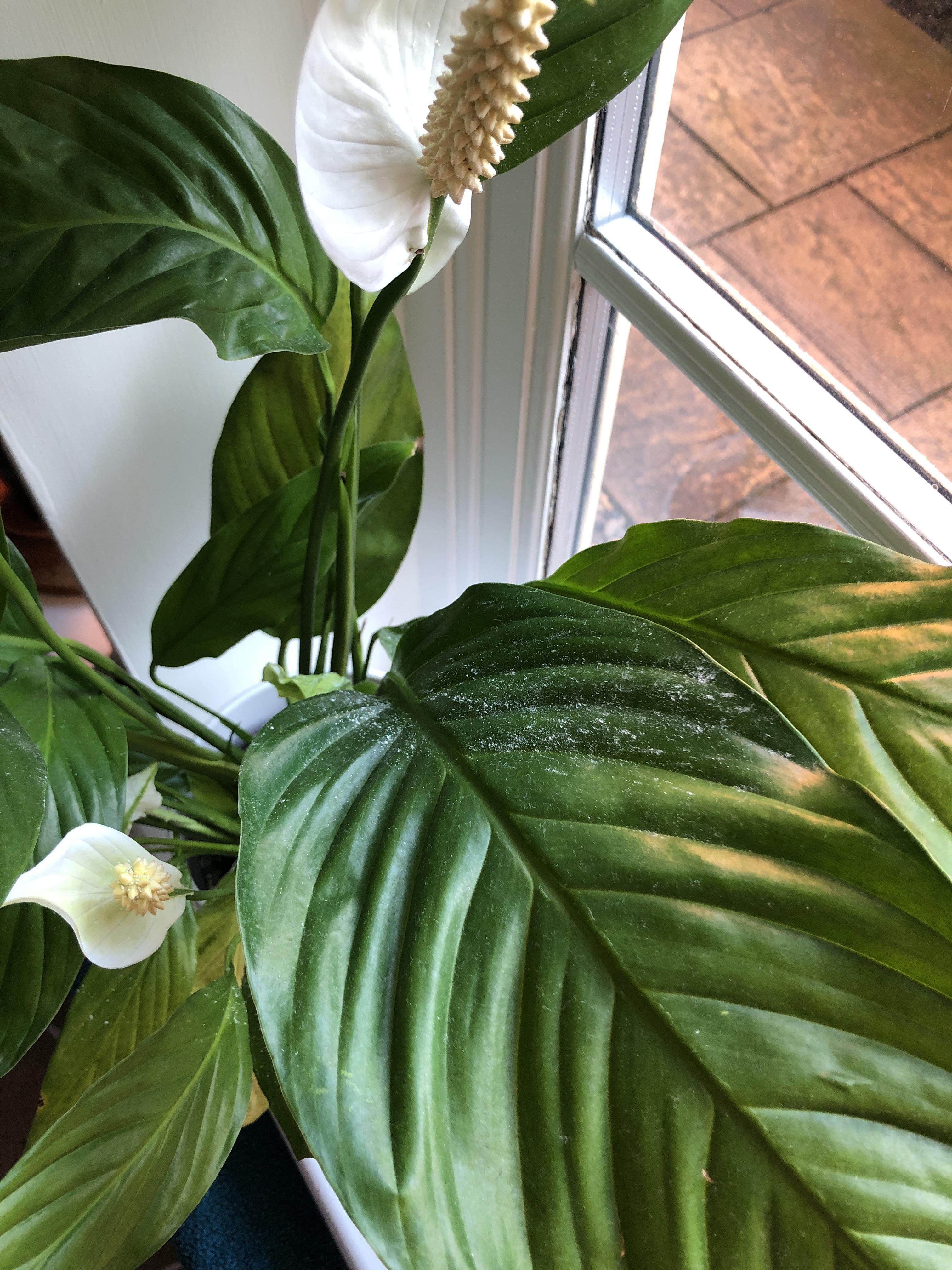 Help! How do I know if this is pollen or powder fungus on my peace lily