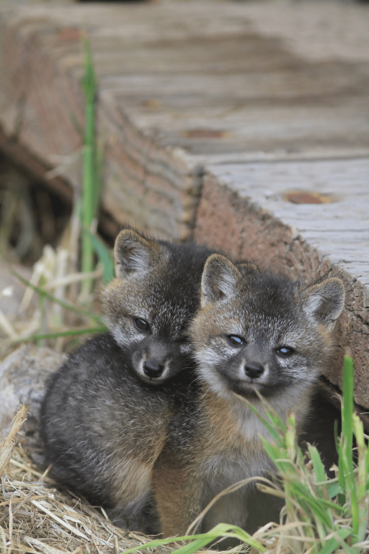 Island Fox kits are just adorable r/EverythingFoxes