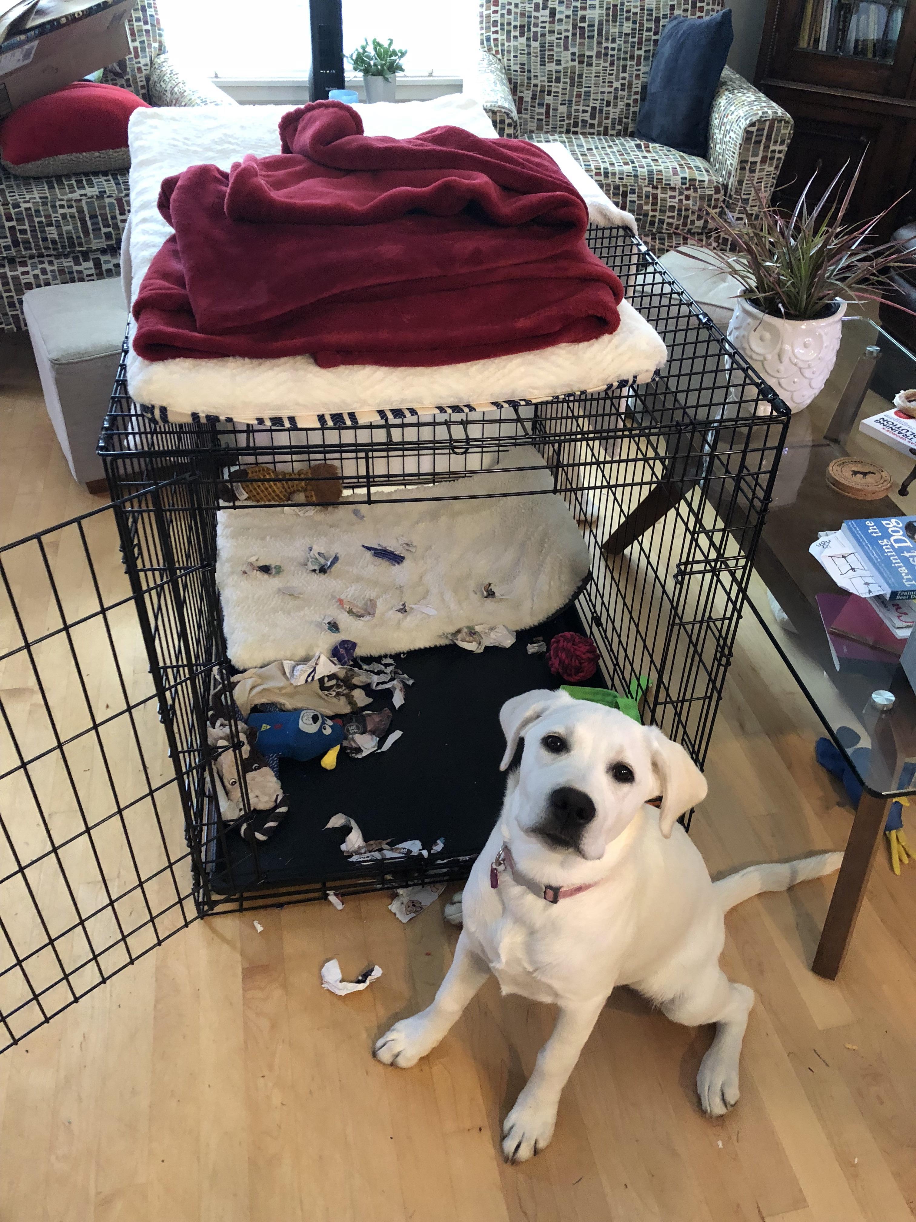 Reddit Dog Training Books Cat's Blog