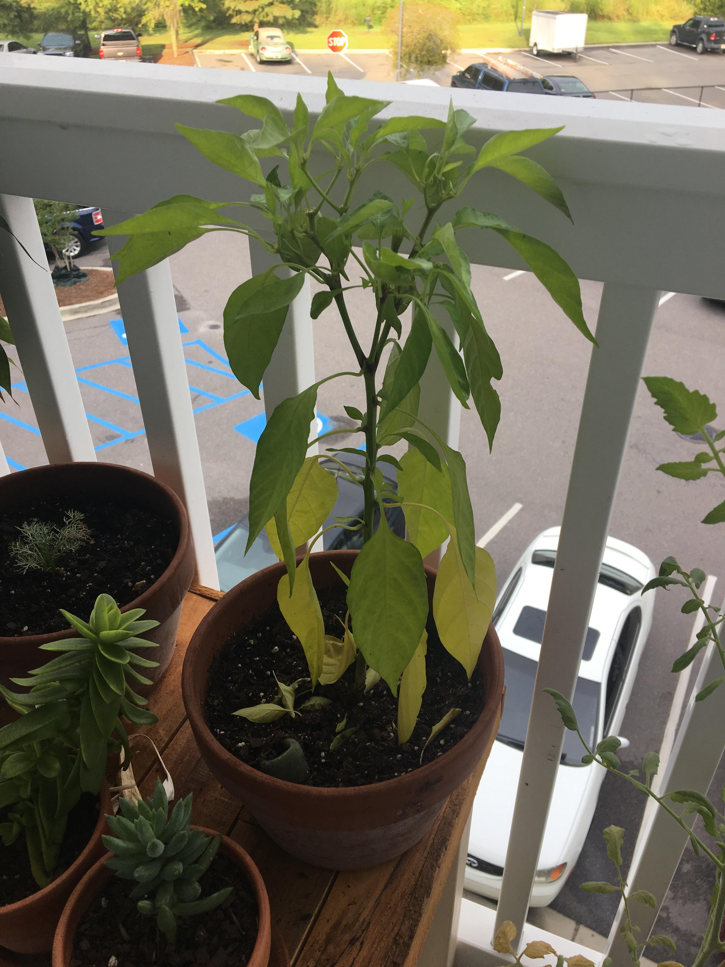 Please save my pepper plant i took off all of the peppers because it