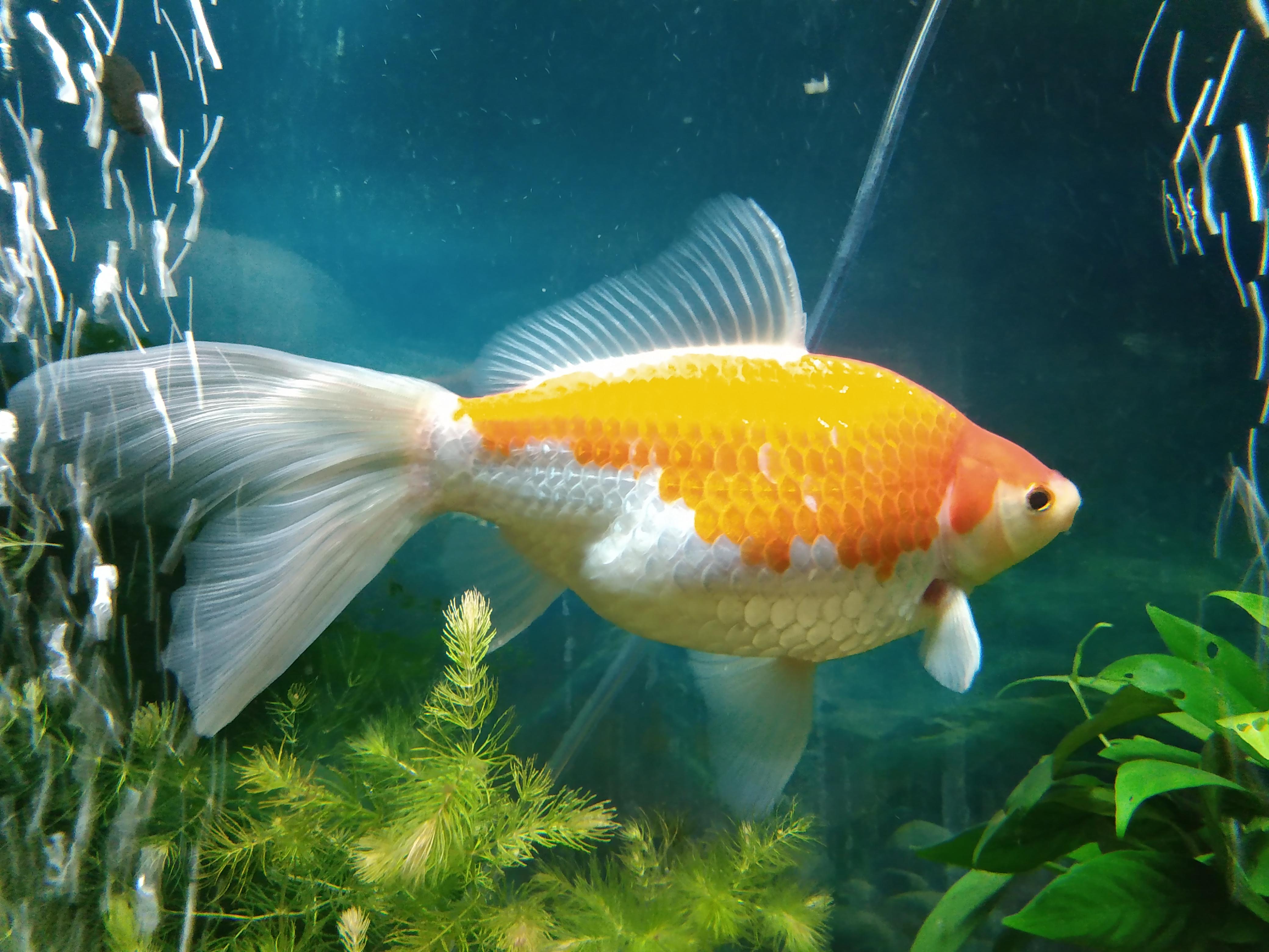 Just a photo of Creamsicle, our Sarasa comet r/Goldfish