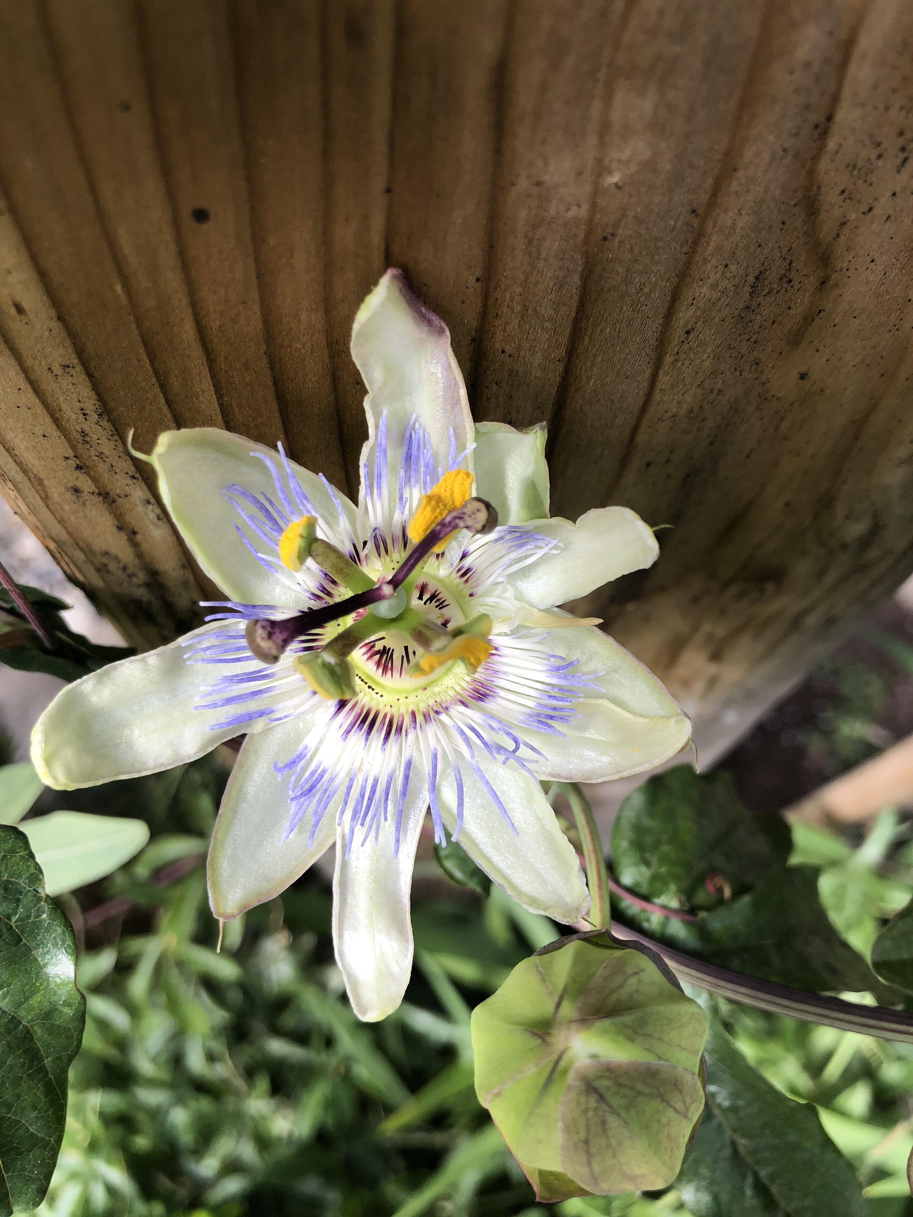 First passion fruit flower I’ve grown. Got it last year and it didn’t
