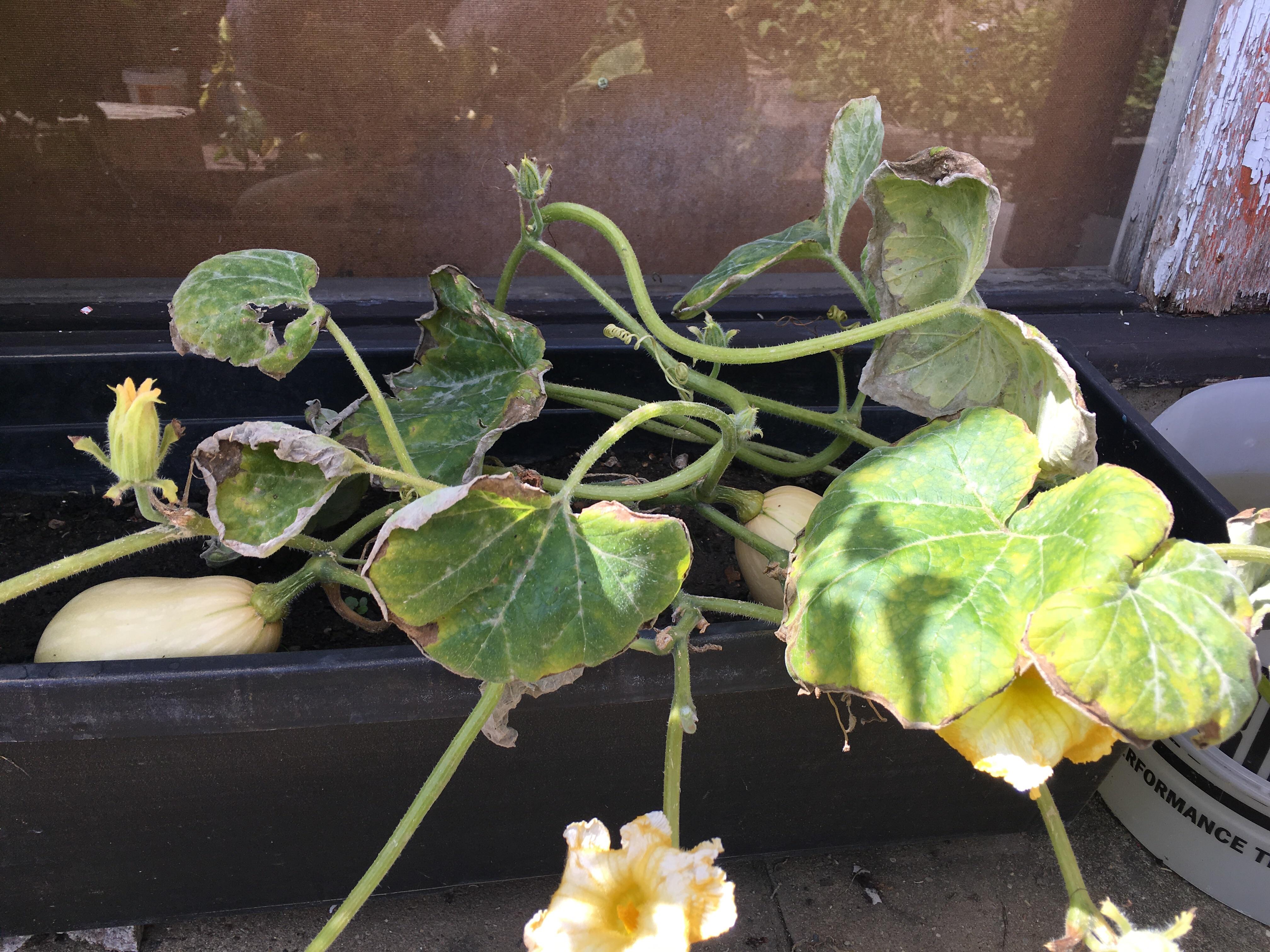 Anybody able to help me work out what's up with my squash? Two small
