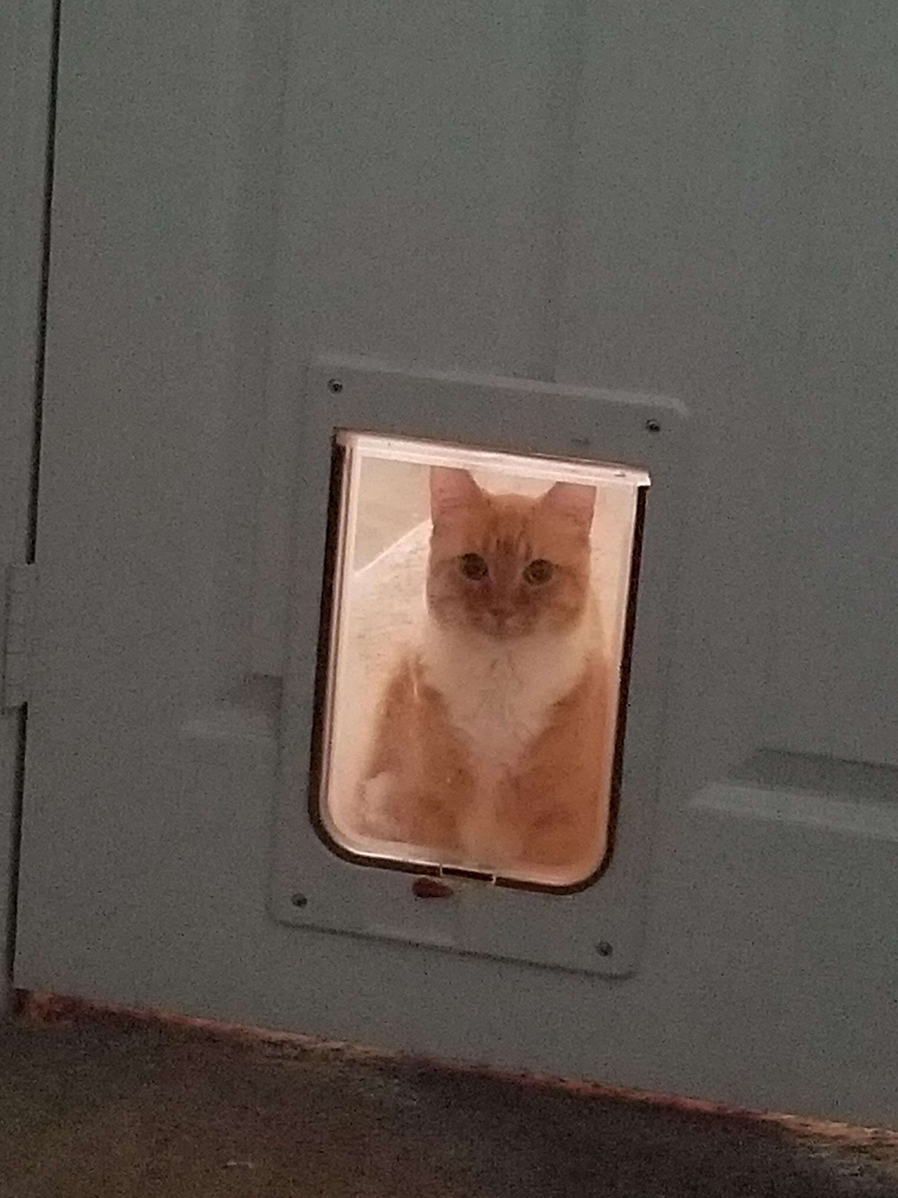 I installed a cat door to my bedroom r/oddlyterrifying