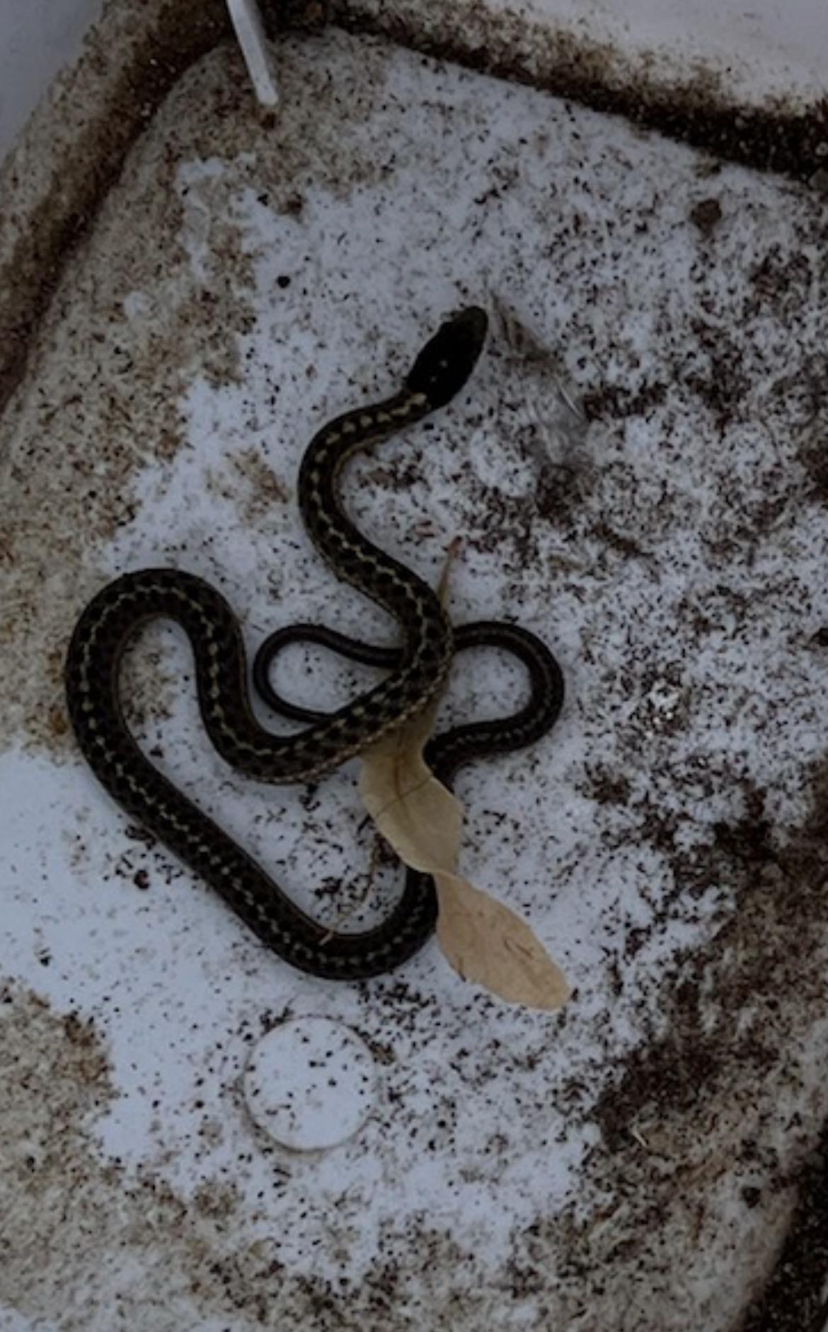 What kind of snake is this? Found in a window well in central Utah. r