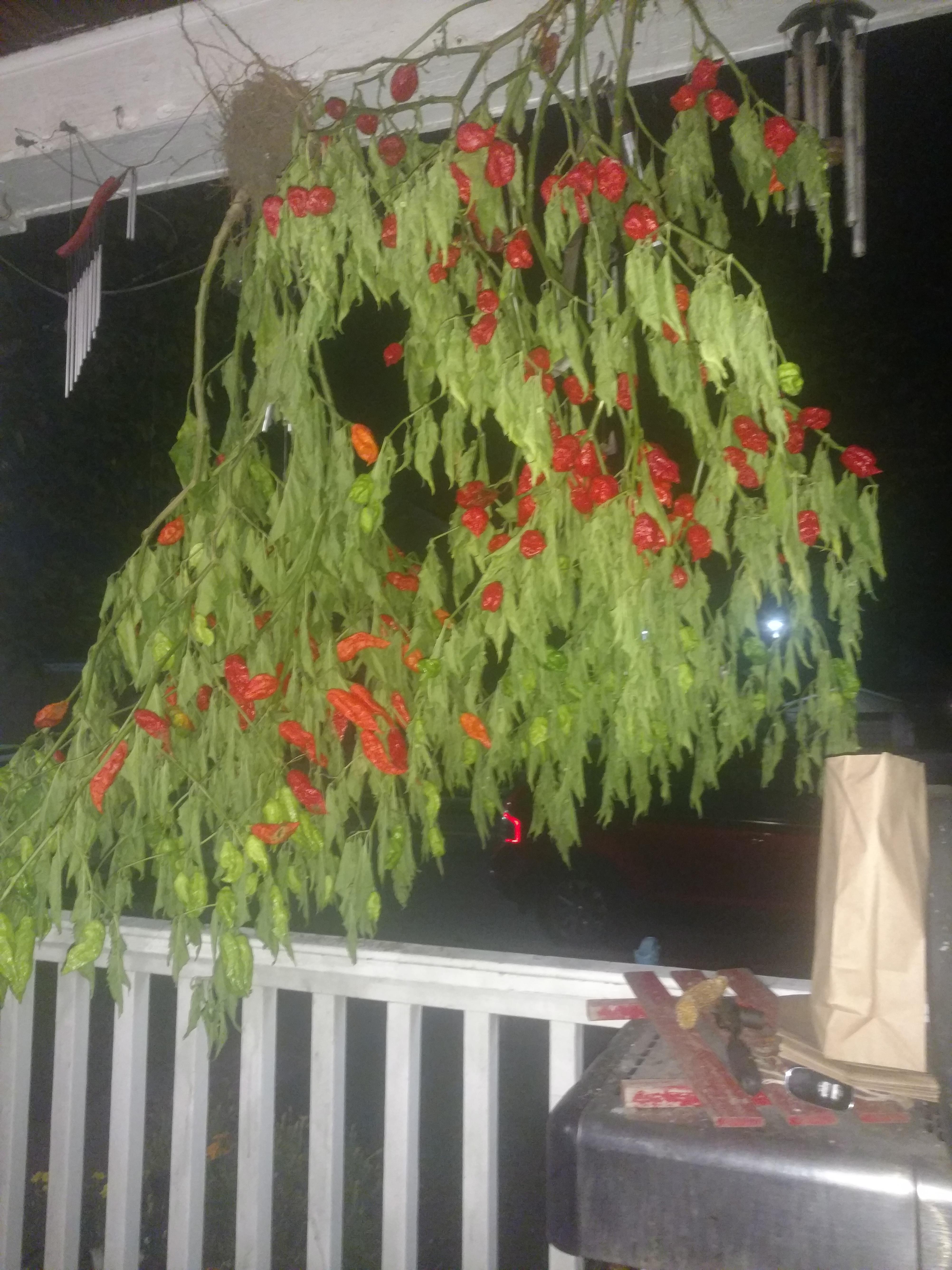 2 of my ghost pepper plants this year. r/gardening