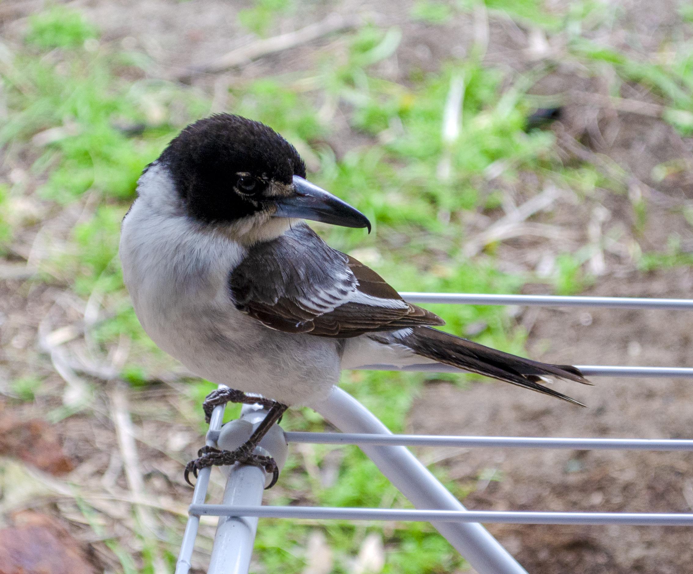 Butcher Bird in my yard today. Australia. r/birds