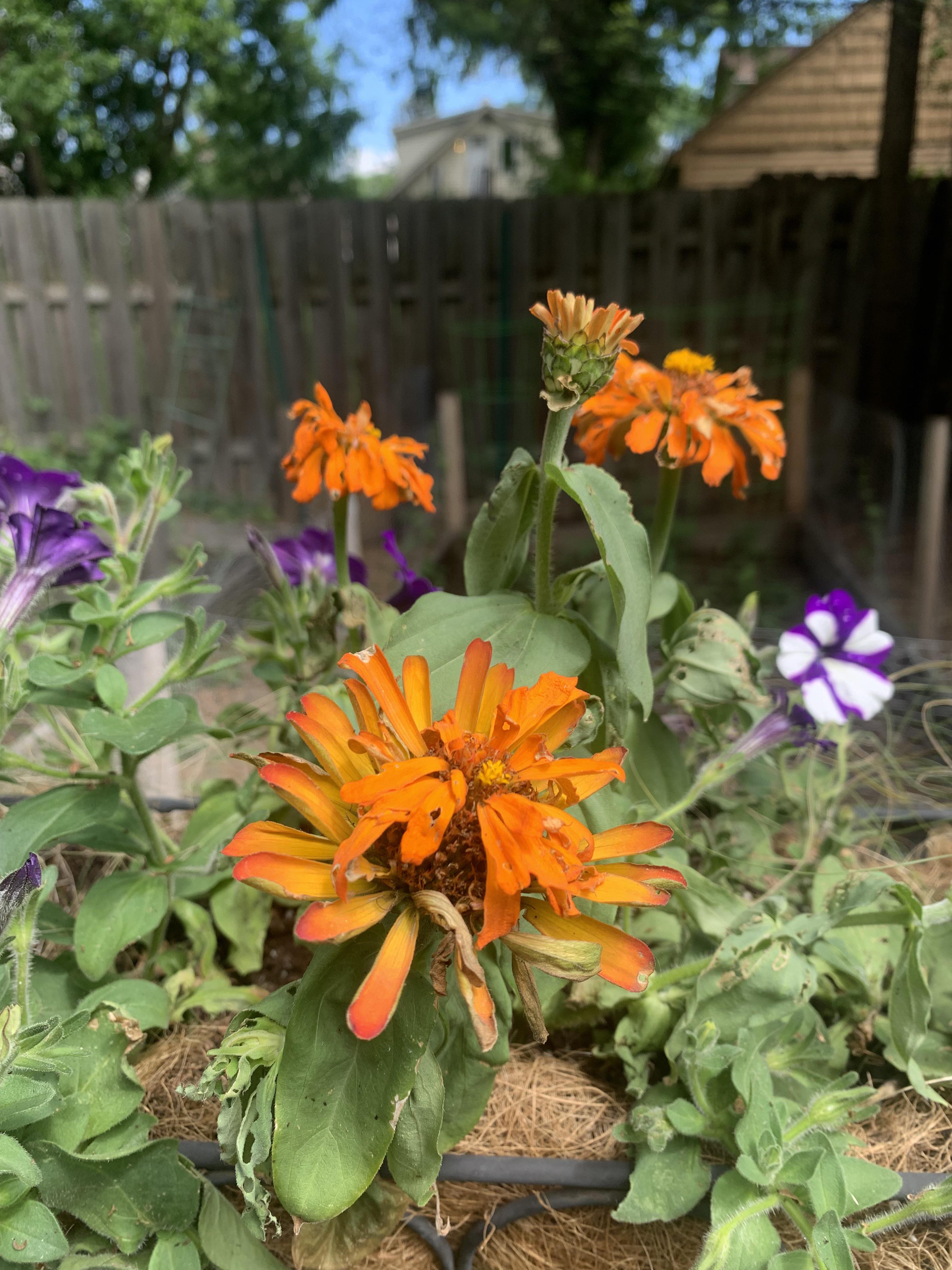 What are these holes in the petals and leaves? r/plantclinic
