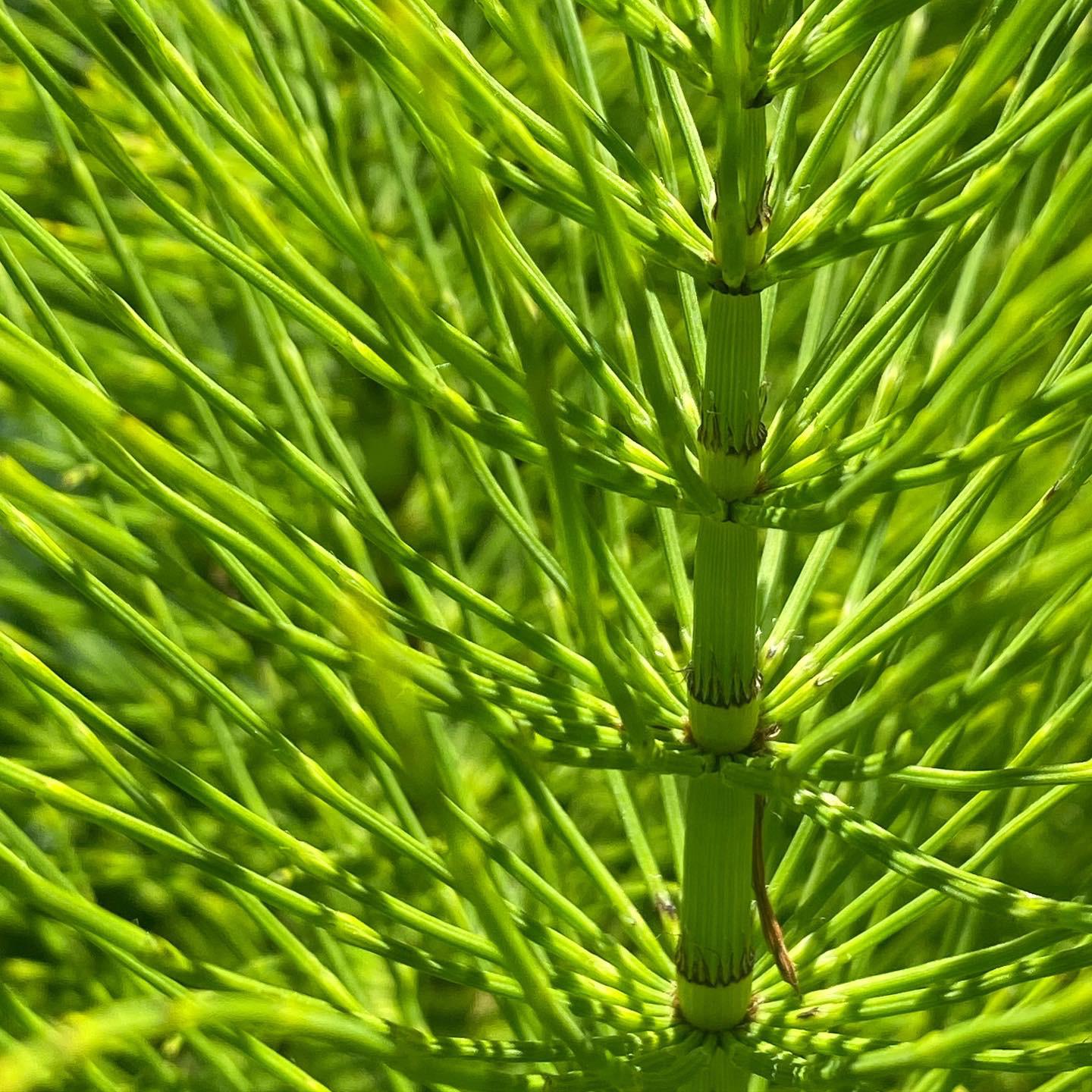 Horsetail Equisetum spp. [OC] r/BotanicalPorn