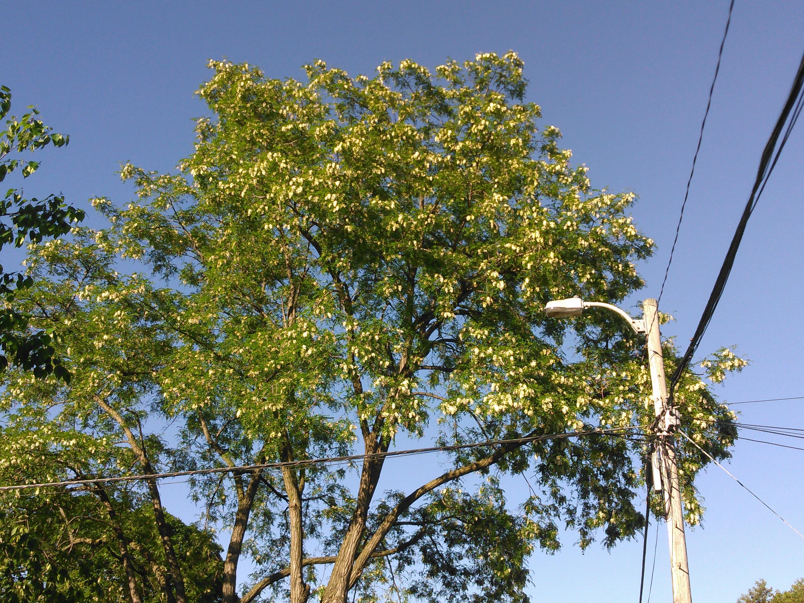Black Locust trees are in bloom in Toronto (white wisteria like