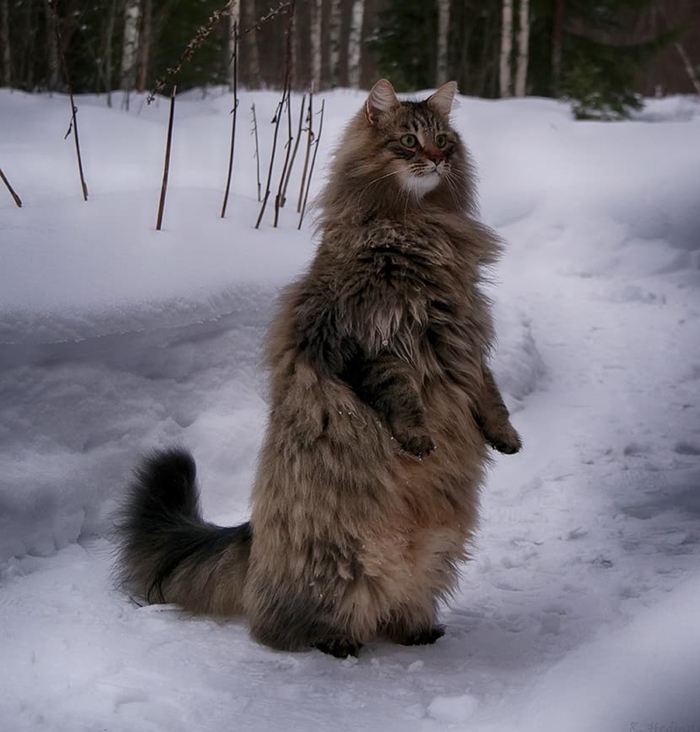 Norwegian Forest cat