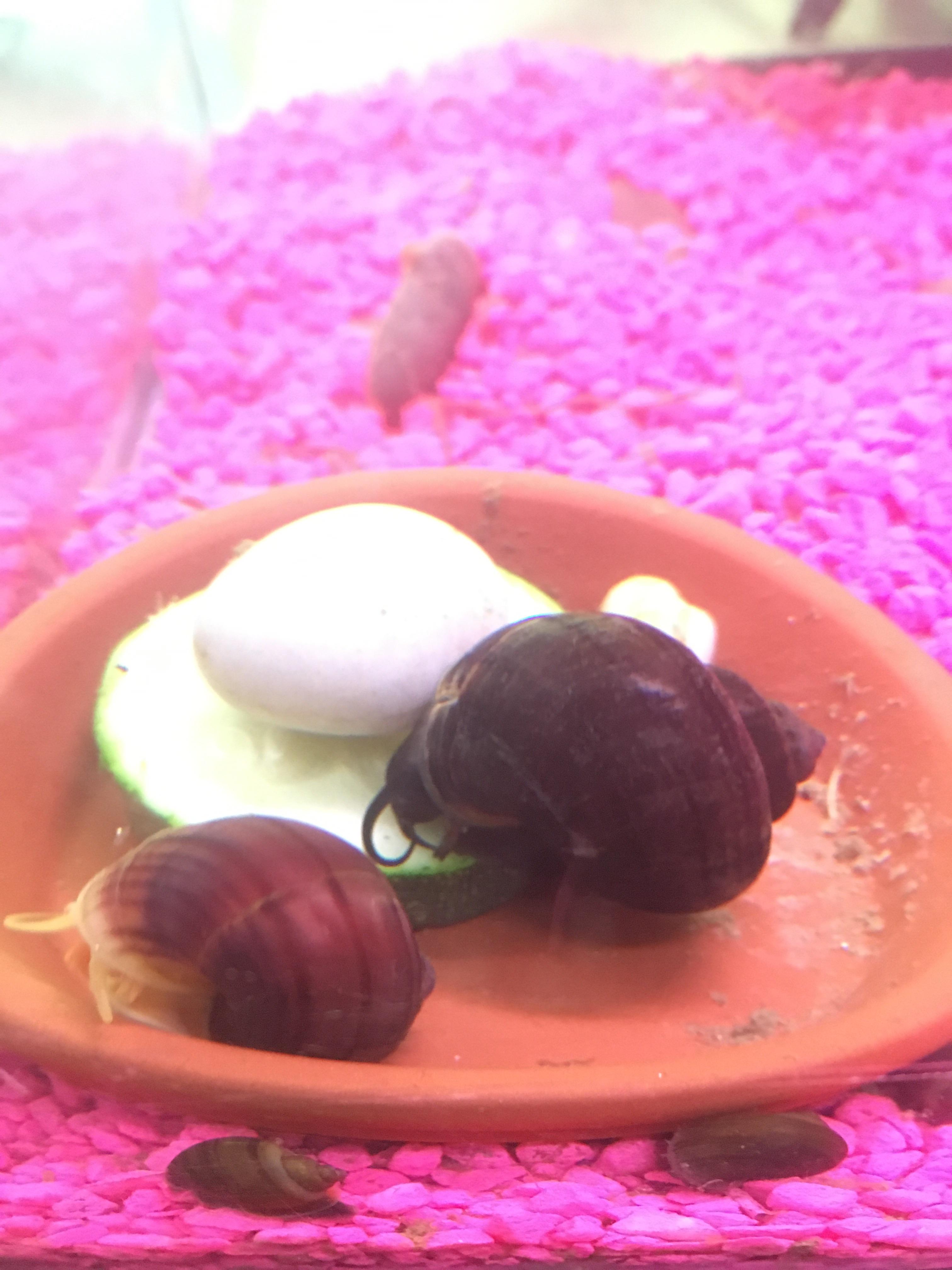 Feeding these guys some Zucchini at An Apple A Day Apple Snails 🐌🥒 everyone loves a yummy snack