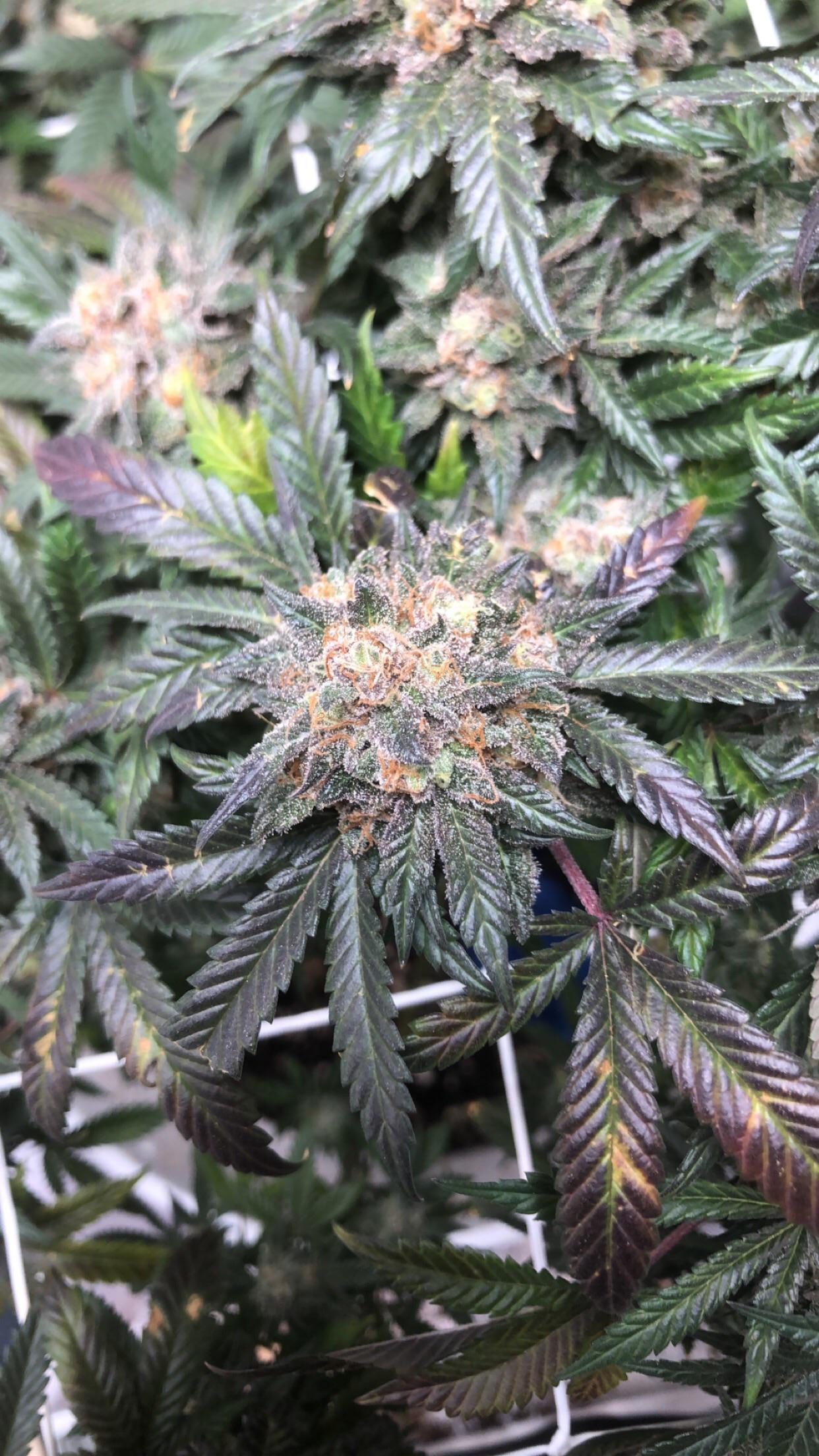 Sunset Mac (MacF2 x Sunset Sherbet) F69 r/microgrowery