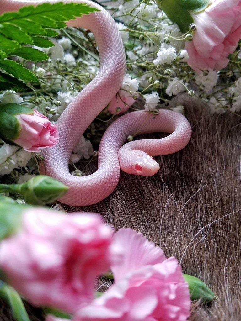 🔥 PINK SNAKE 🔥 NatureIsFuckingLit