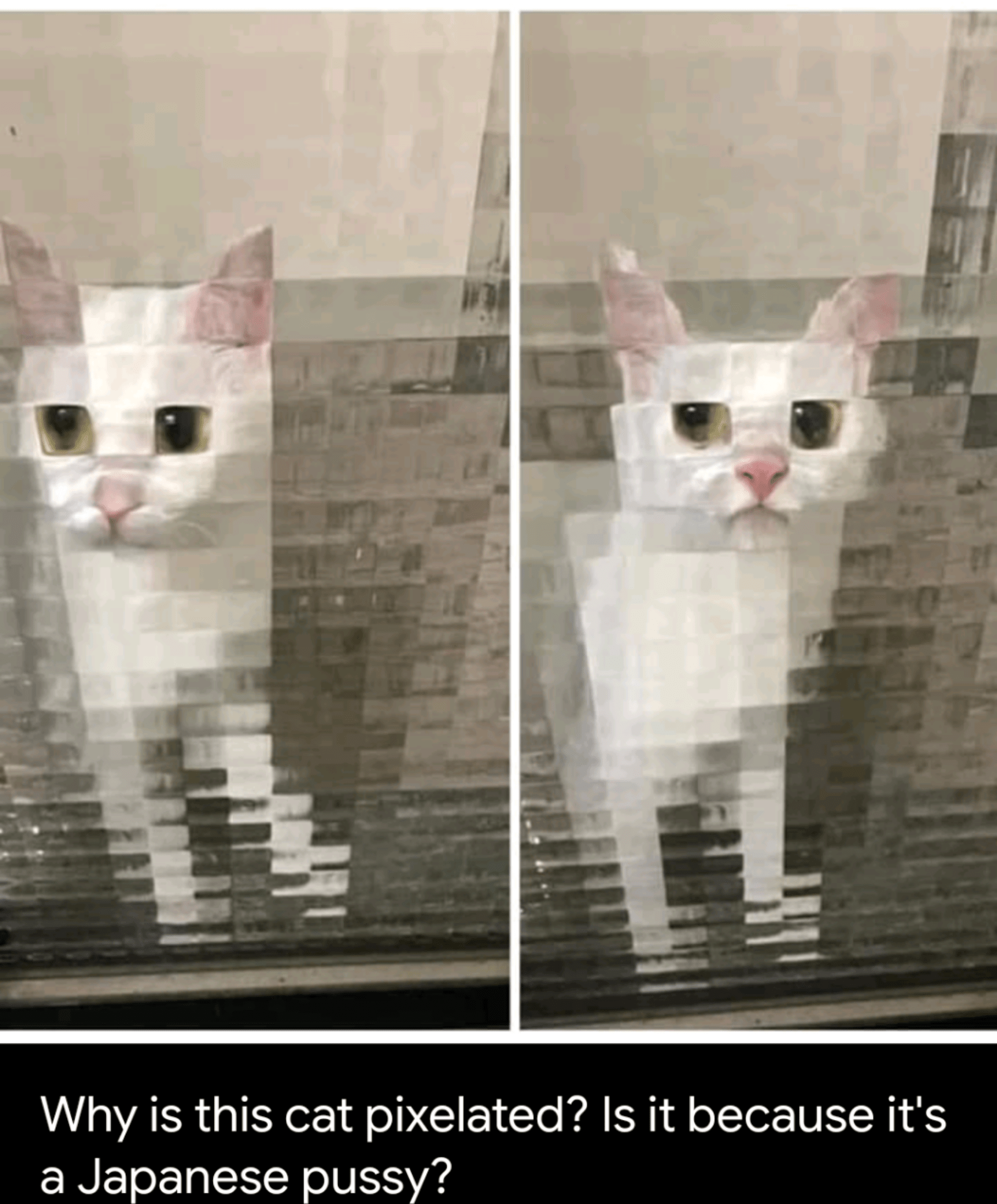 4 Hilarious Japanese Cat Puns Punstoppable 🛑