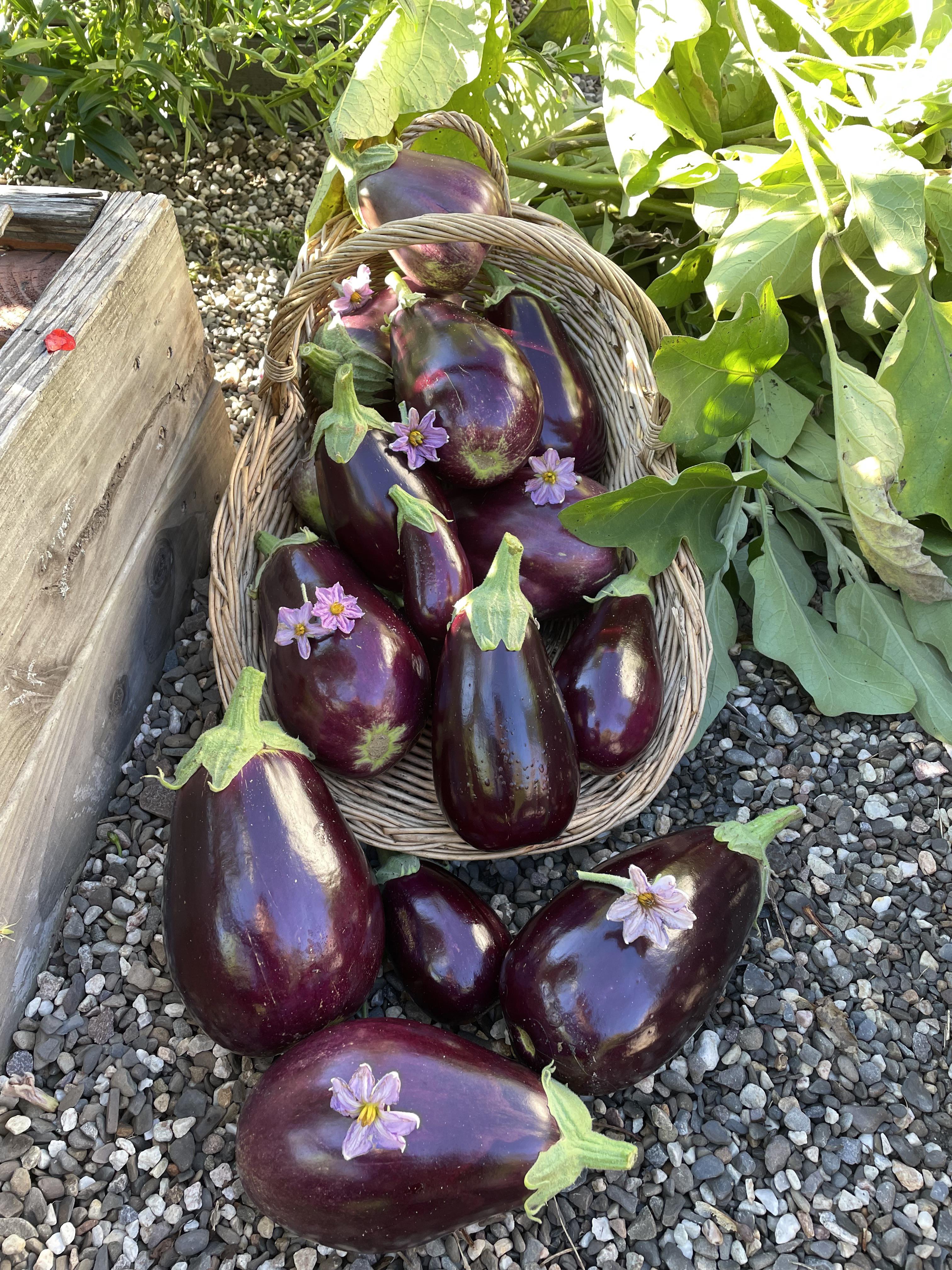 Growing Eggplant Black Beauty at Carla Grimm blog