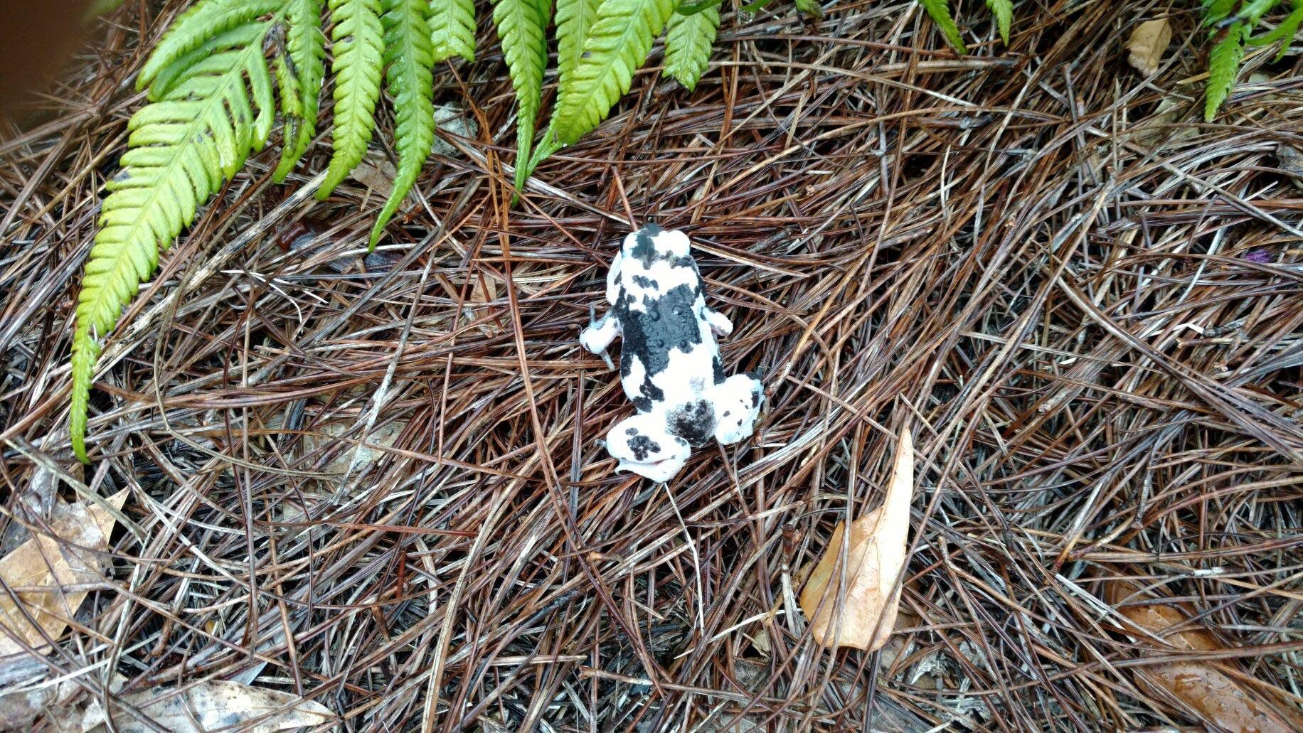 ID for this cow toad? frogs
