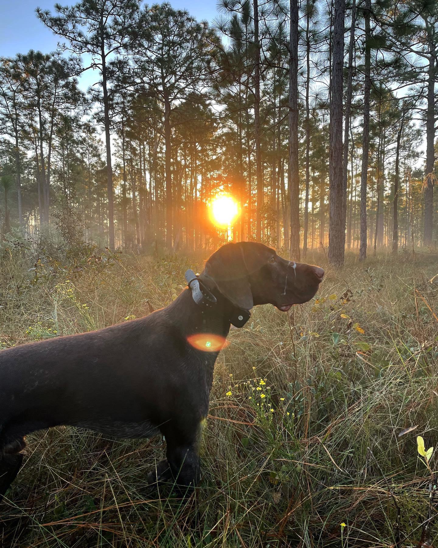 Anyone use their dog for upland and waterfowl? Florida is pretty