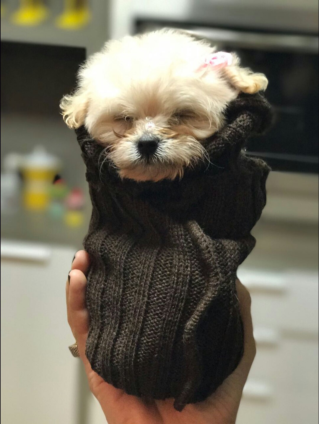 Puppy in a sock r/aww