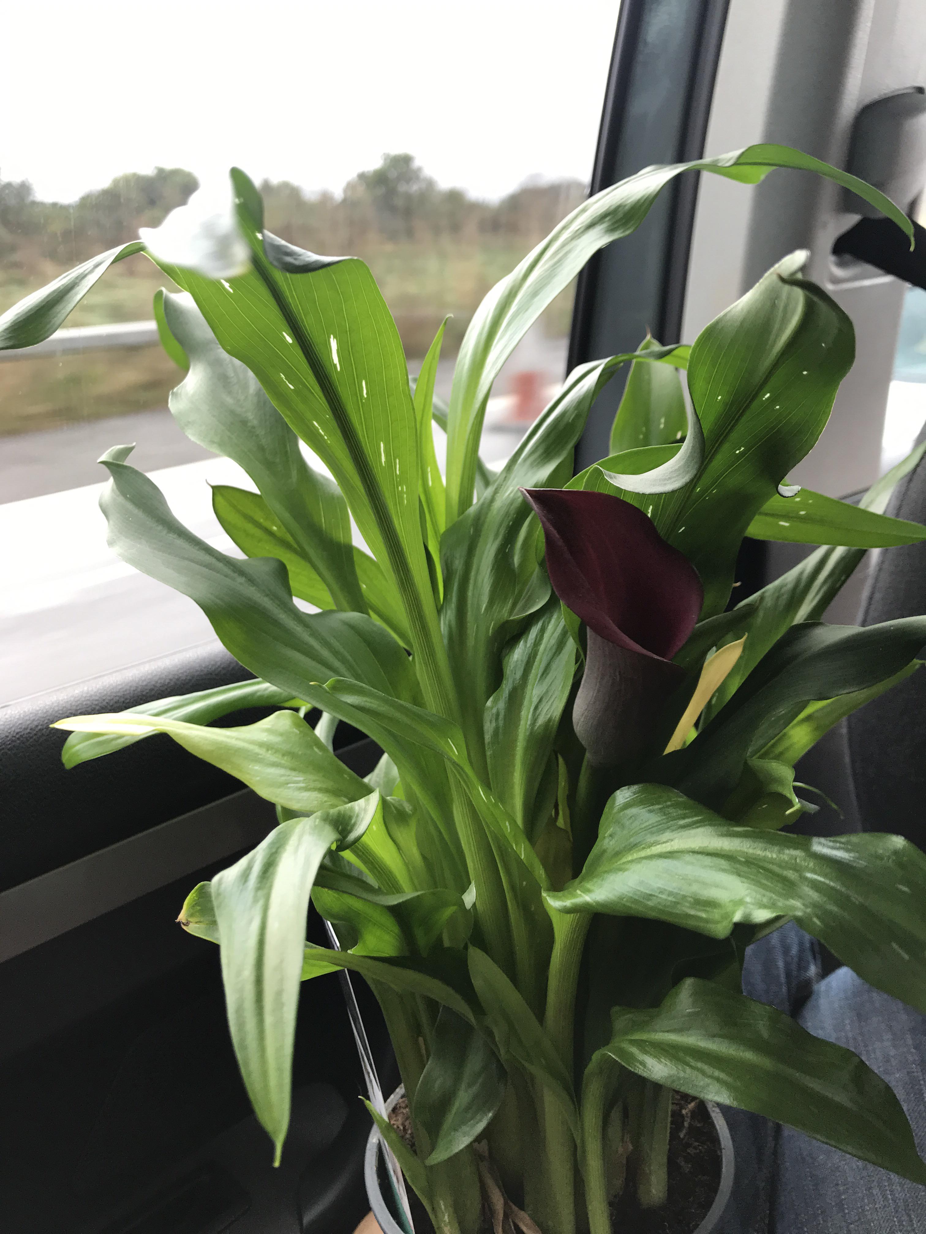 £2 from Dorney court garden centre HouseplantsUK