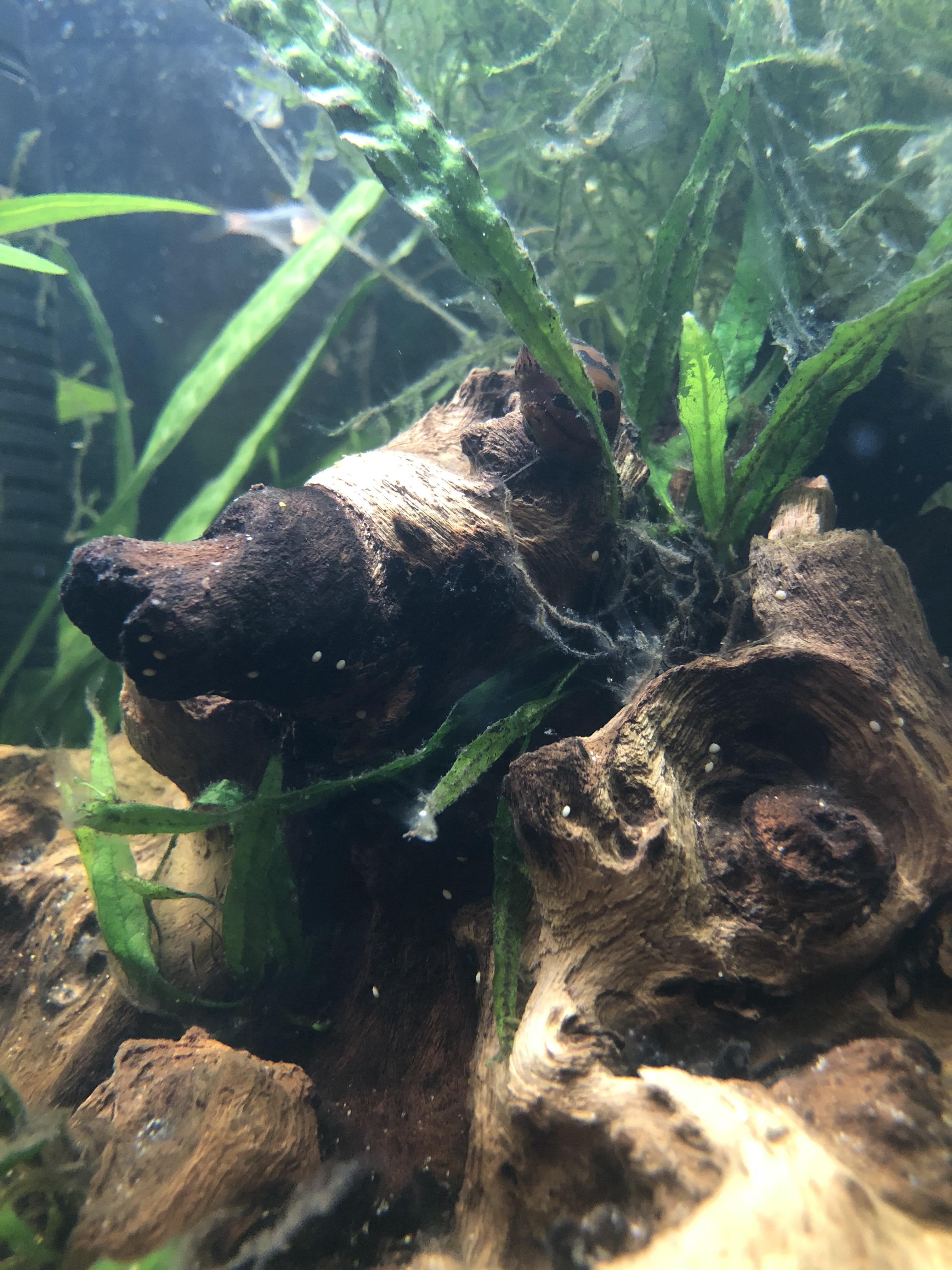 What are these tiny white dots that are all over my driftwood? Very