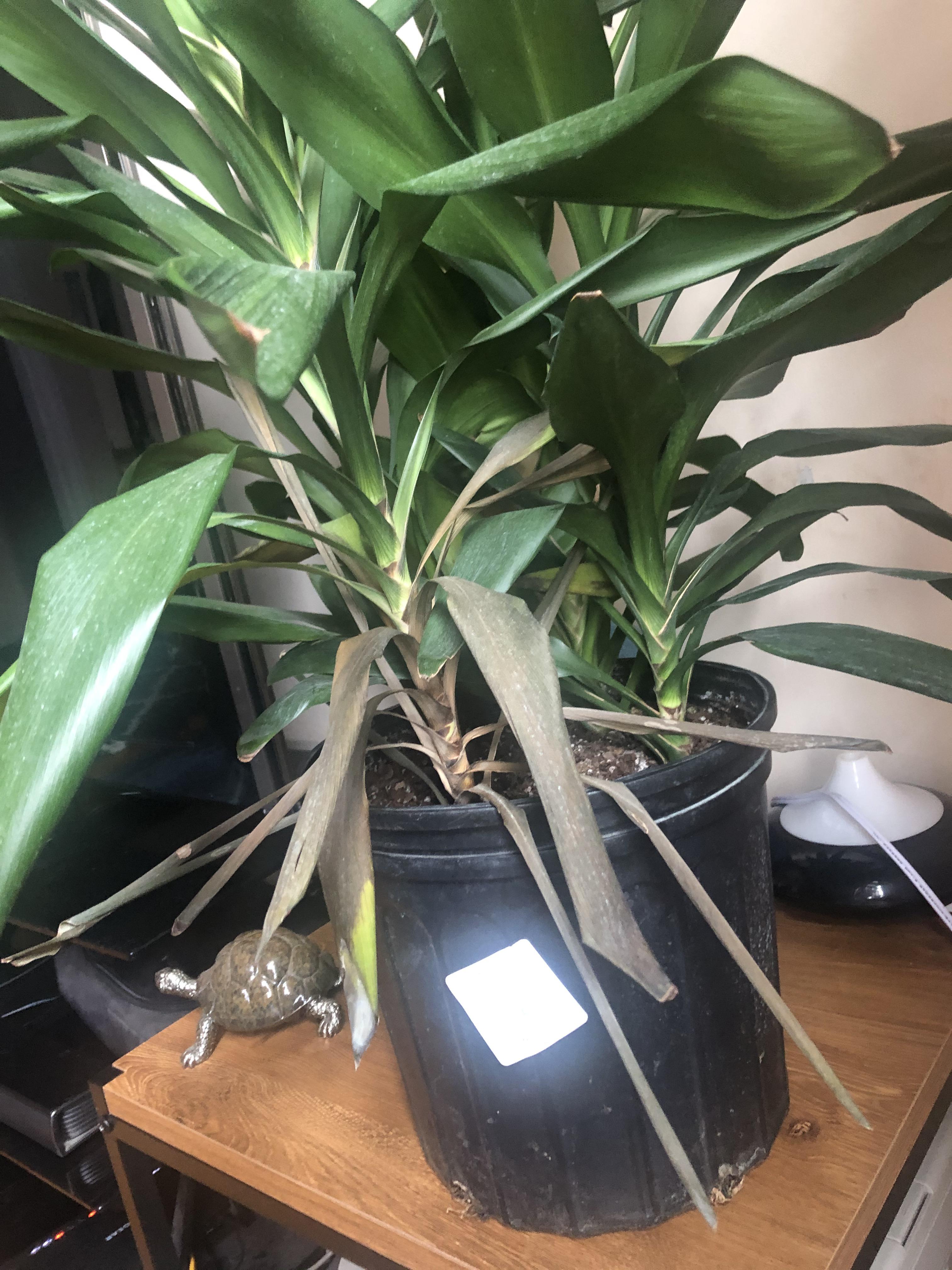 My Cordyline leaves are shriveled up, Brown and dry. How do I revive it