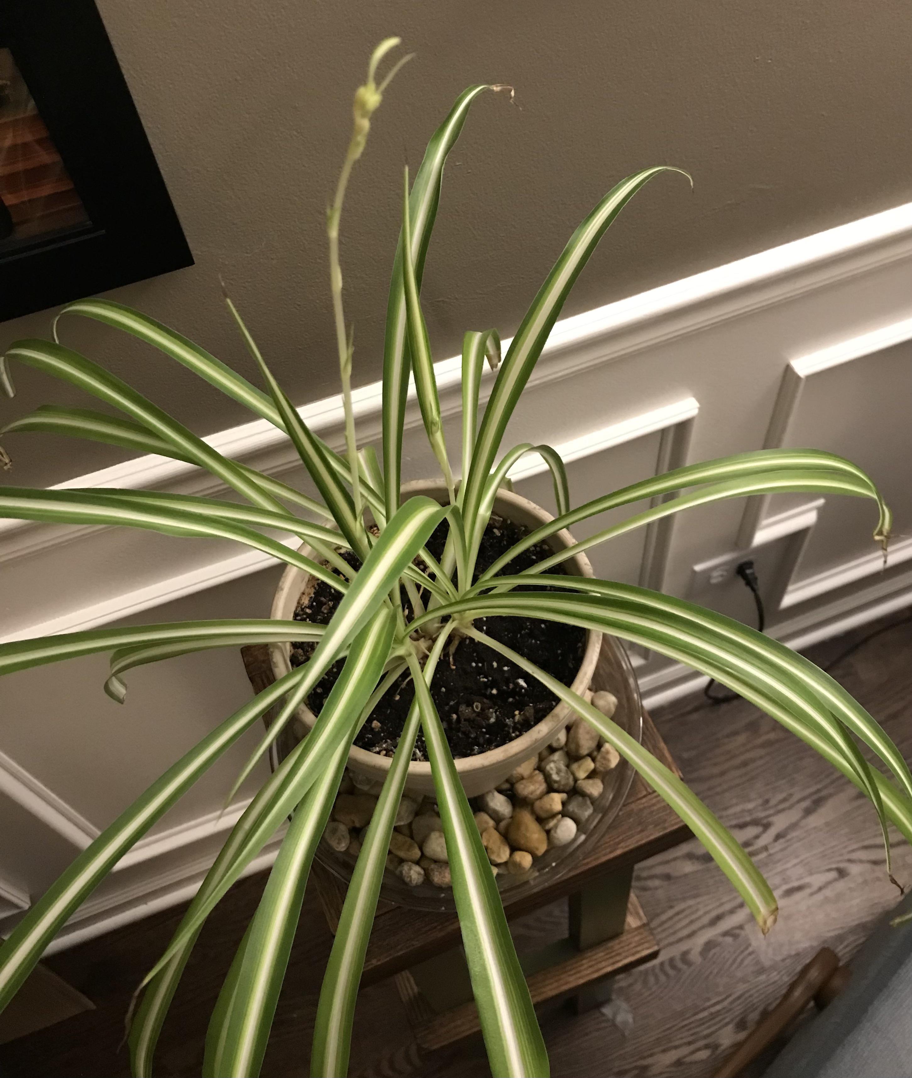 After 2 years of waiting is this Spiderplant baby growth? Have I