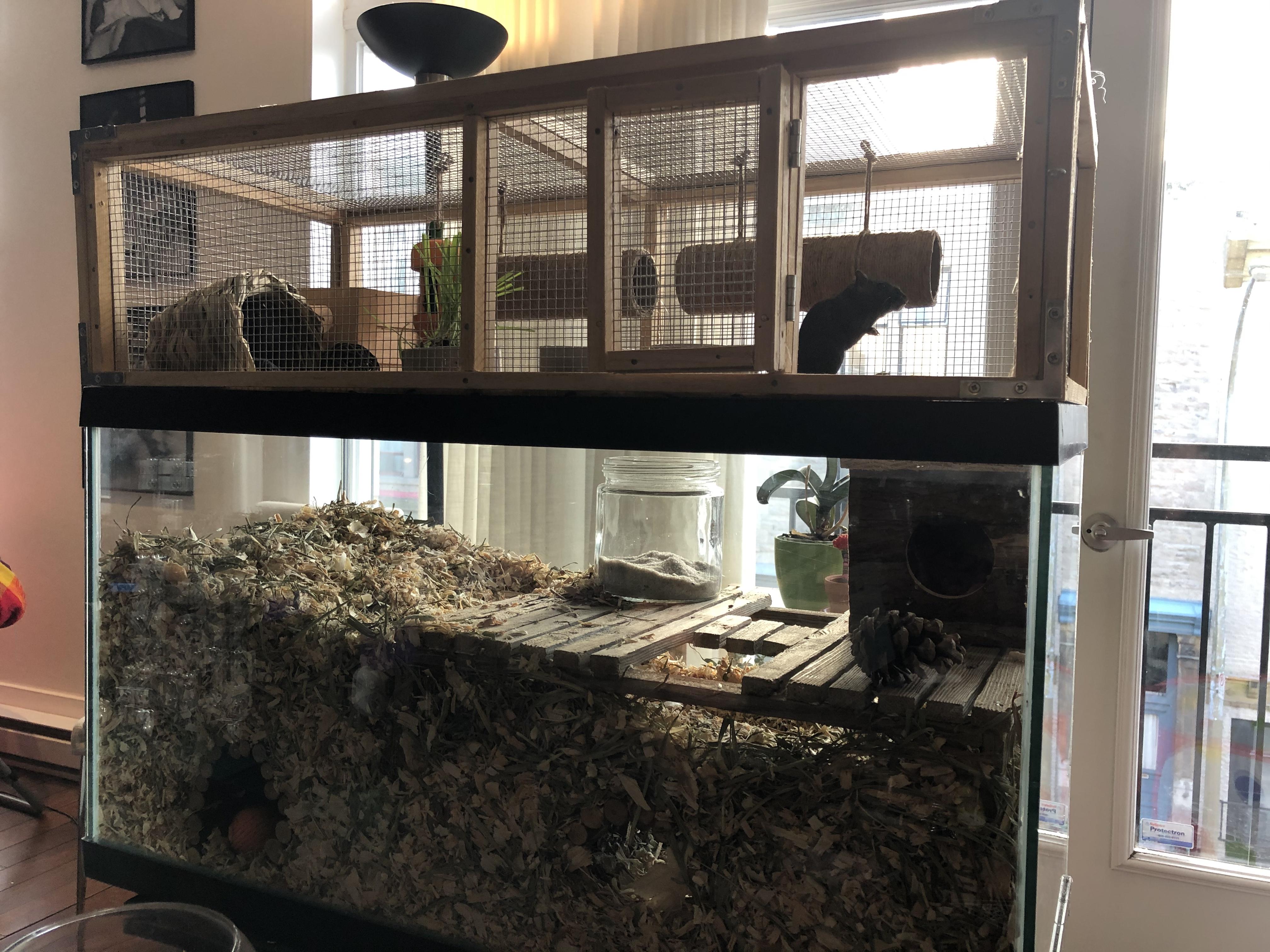 Weekend project A tank topper for my gerbils! CC r/gerbil